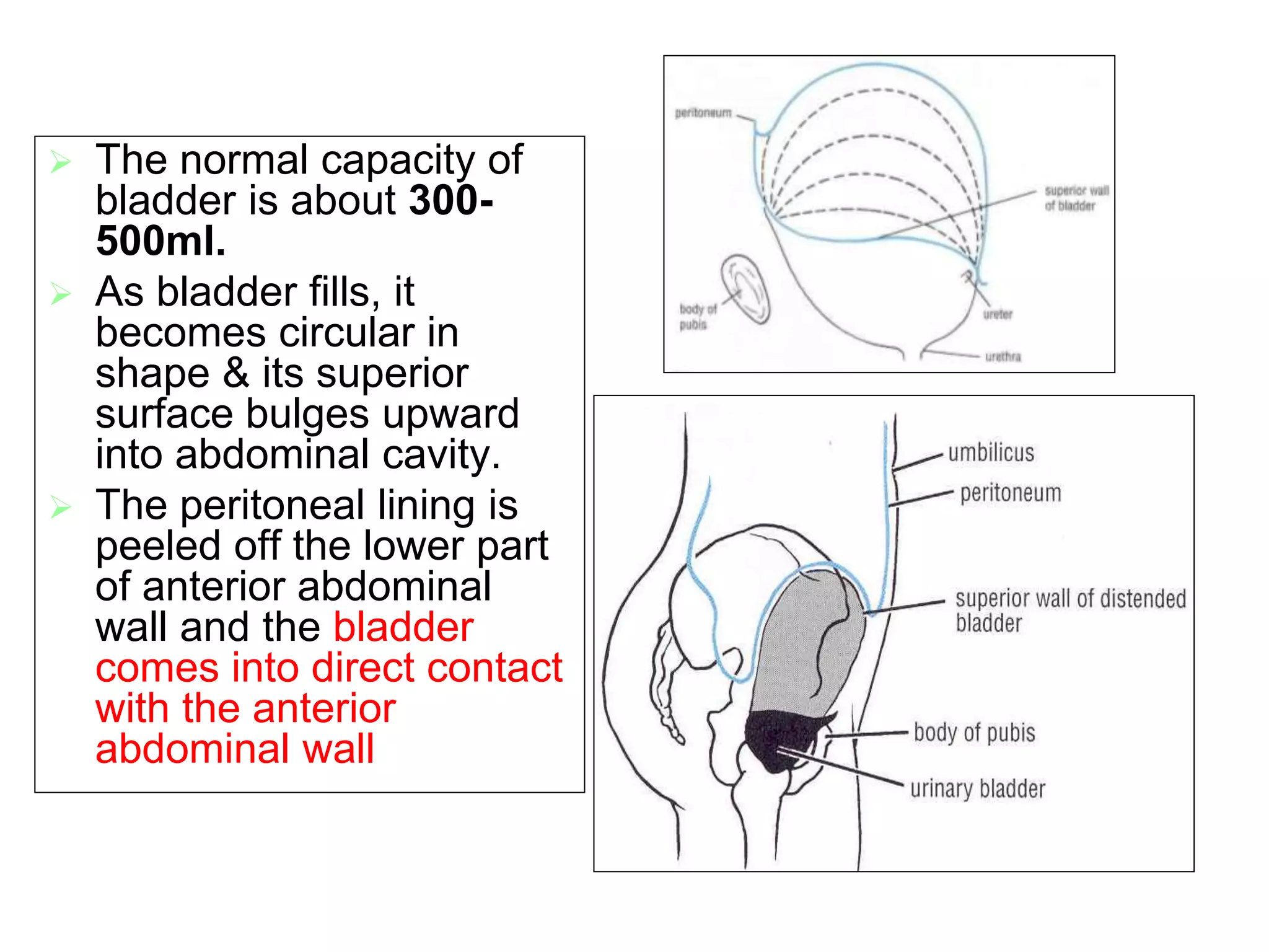 Capacity Of Bladder