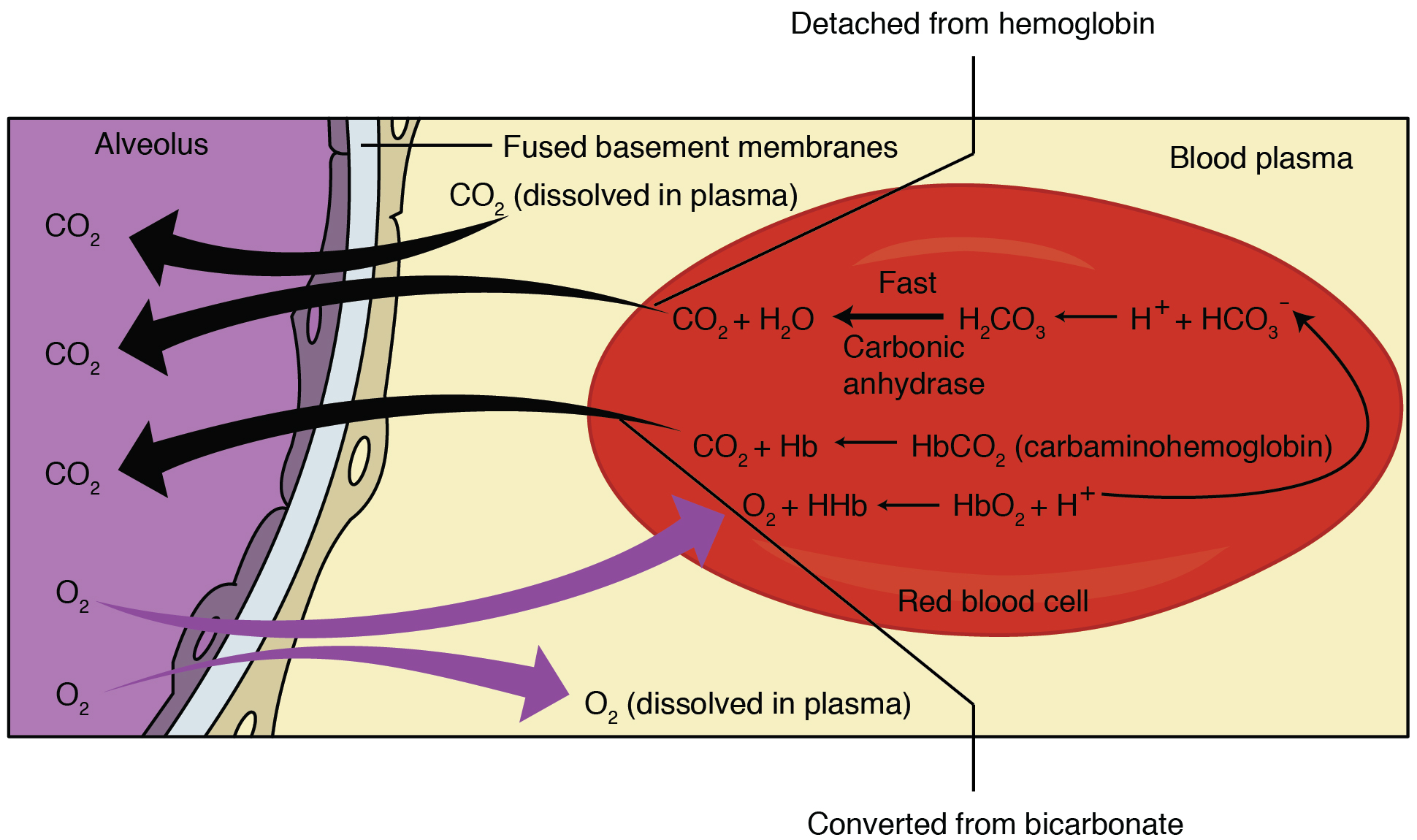 Carbon Dioxide Low In Blood