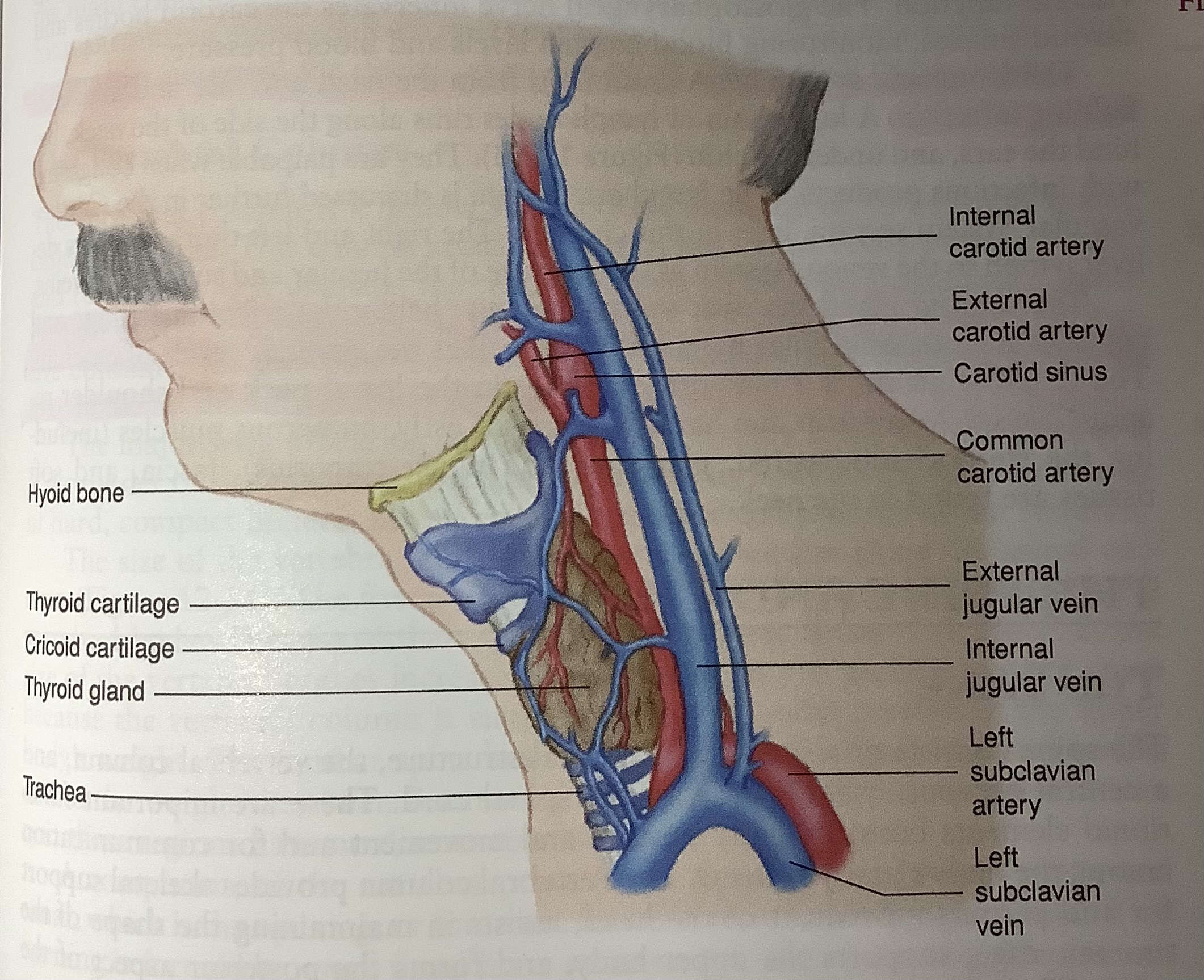 Carotid Artery Vs Jugular