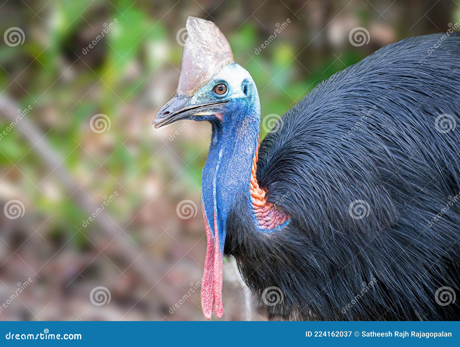 Cassowary Are They Endangered