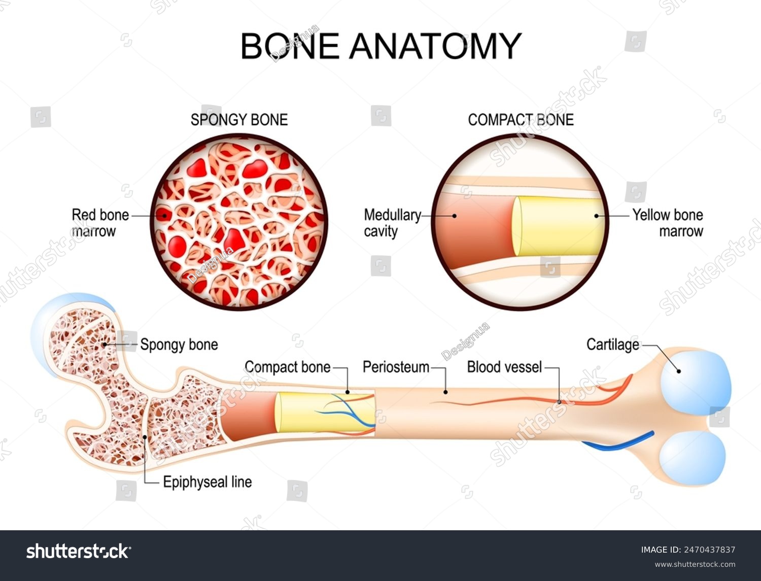 Cavity Containing Yellow Marrow