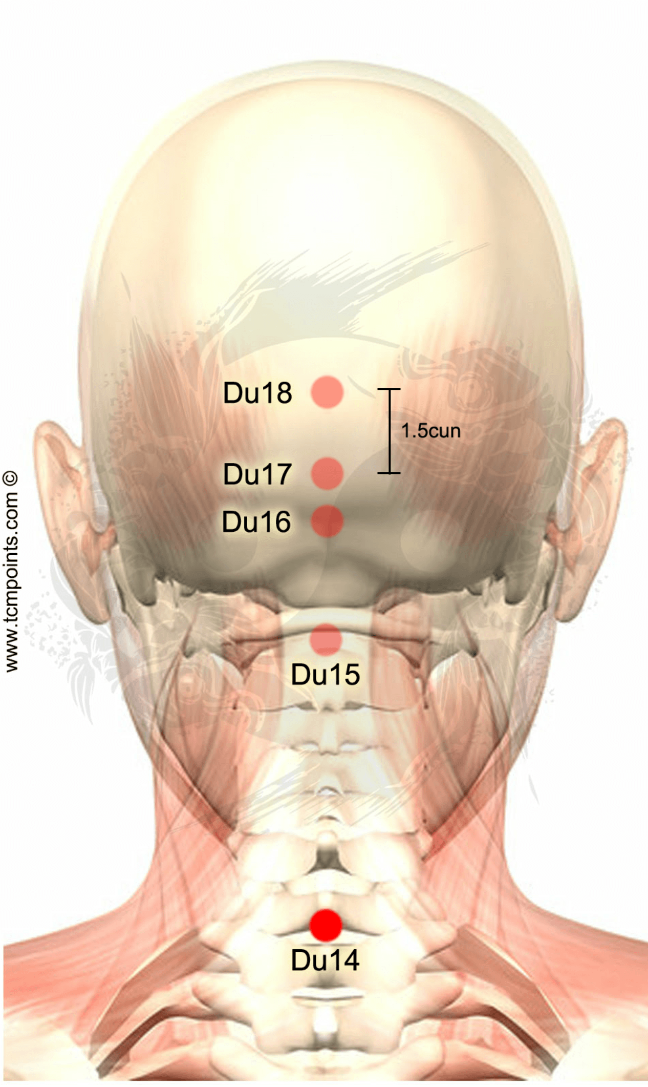 Cervical Acupressure Points