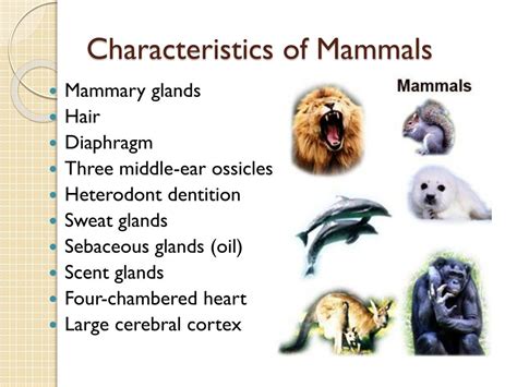 Characteristics Of Mammals