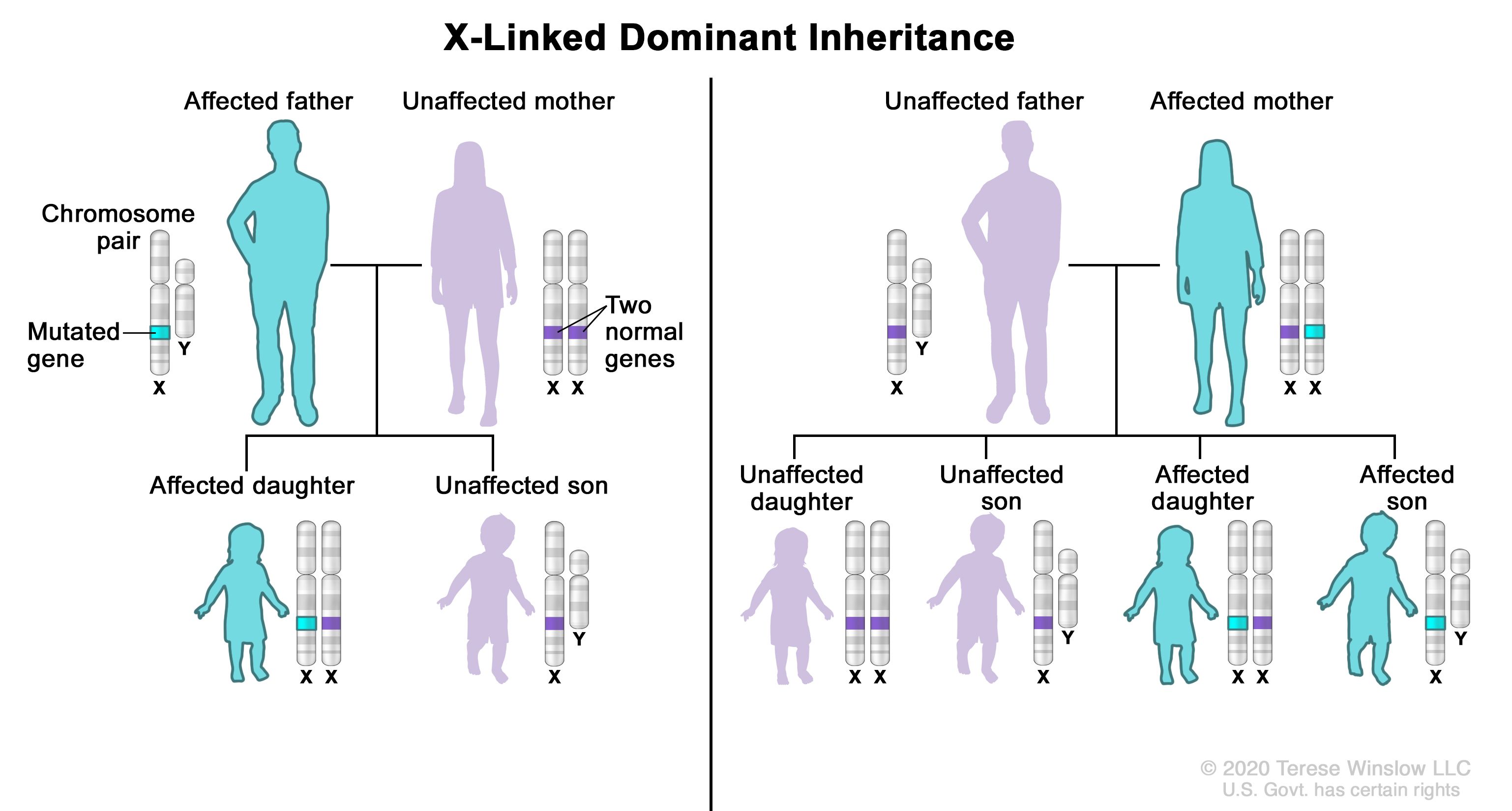 Characteristics Of X Linked Dominant Inheritance