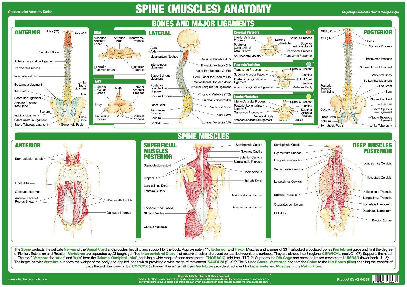 Chart Of Back Muscles