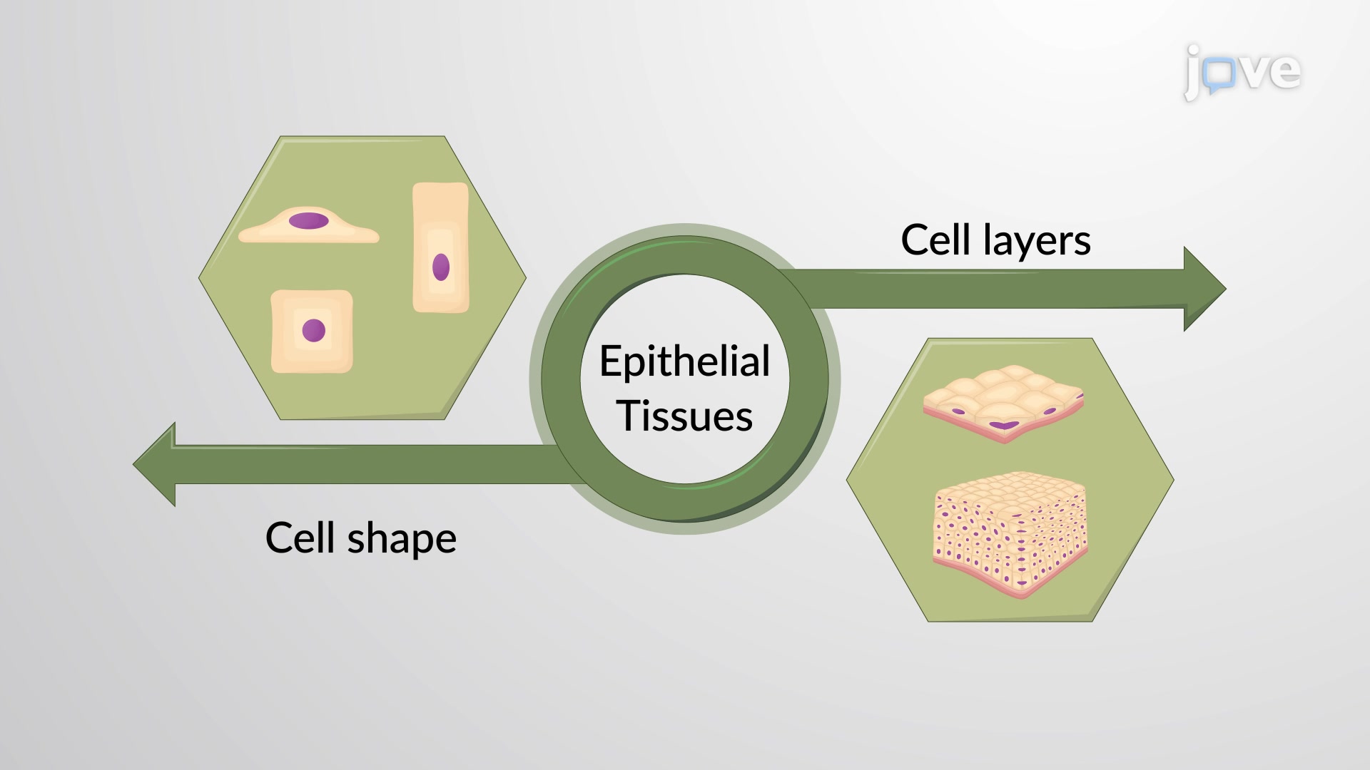 Classification Of Epithelial Tissue