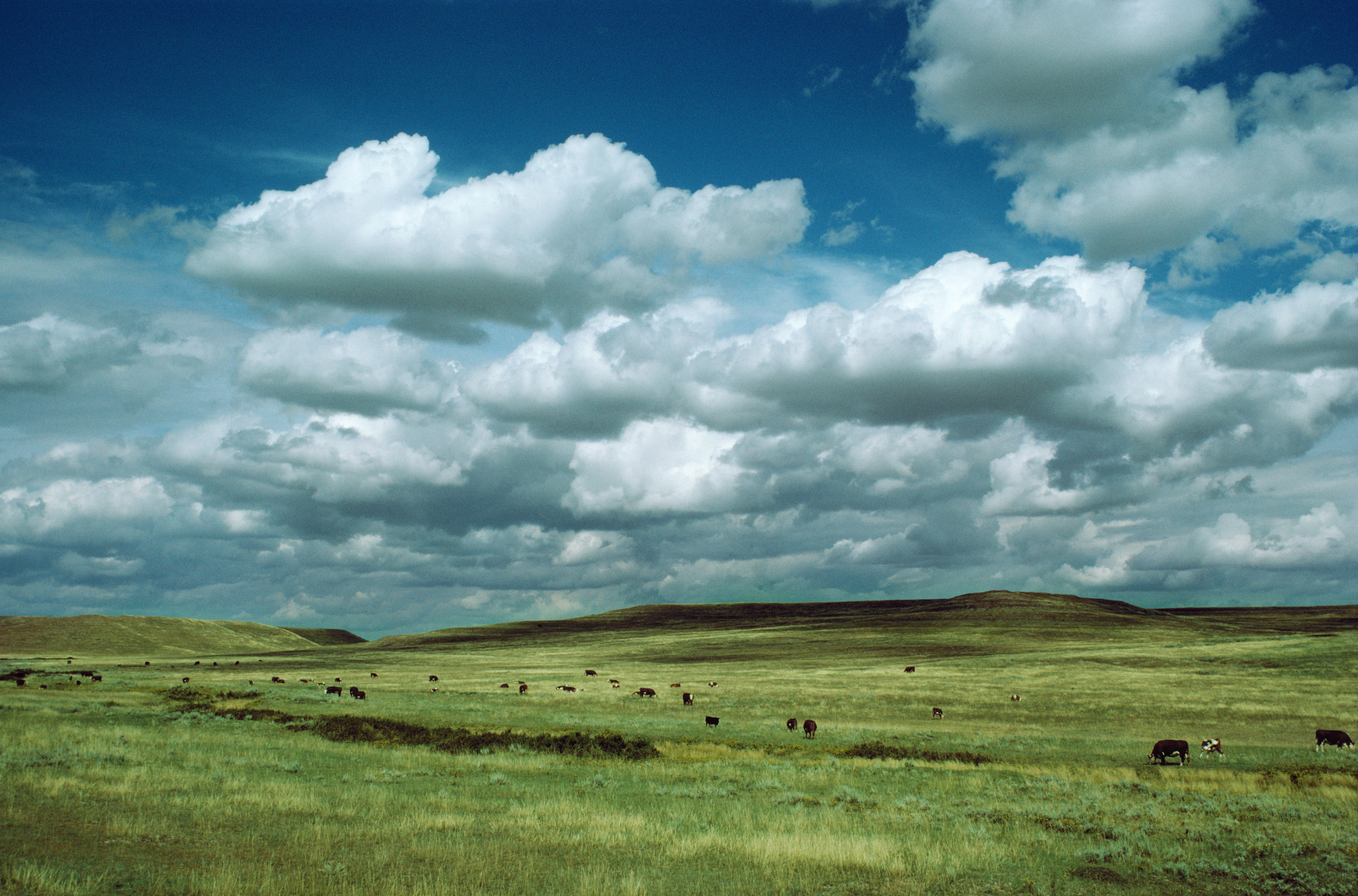 Climate Of Grasslands