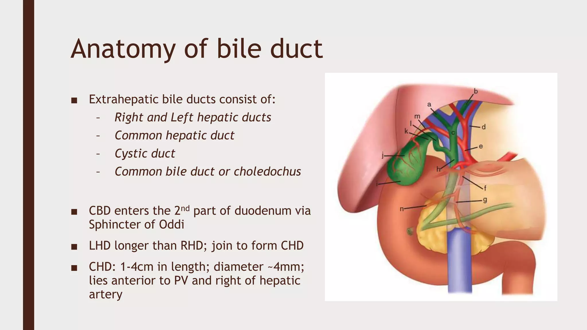 Common Bile Duct Normal Size