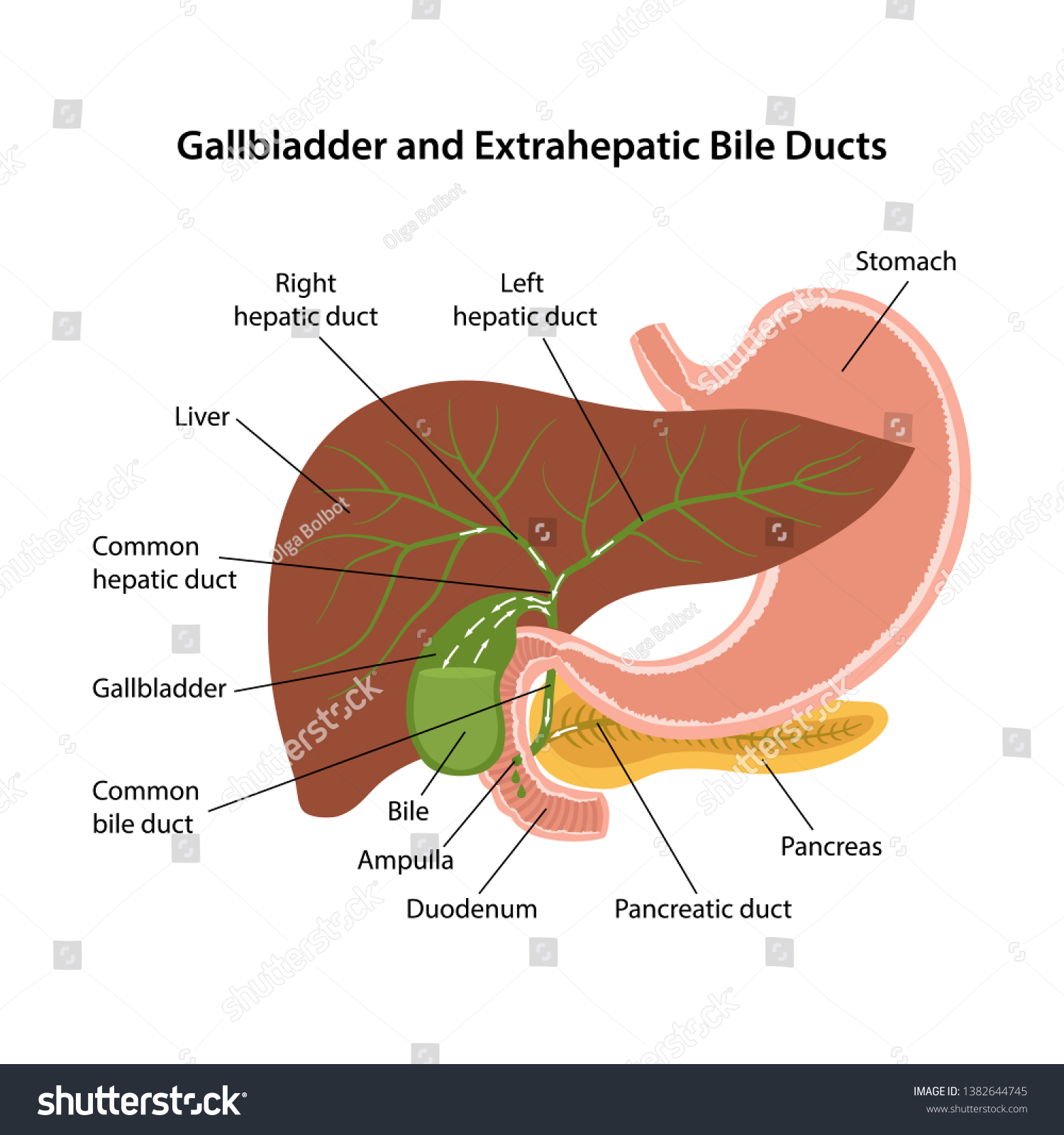 Common Bile Duct Size