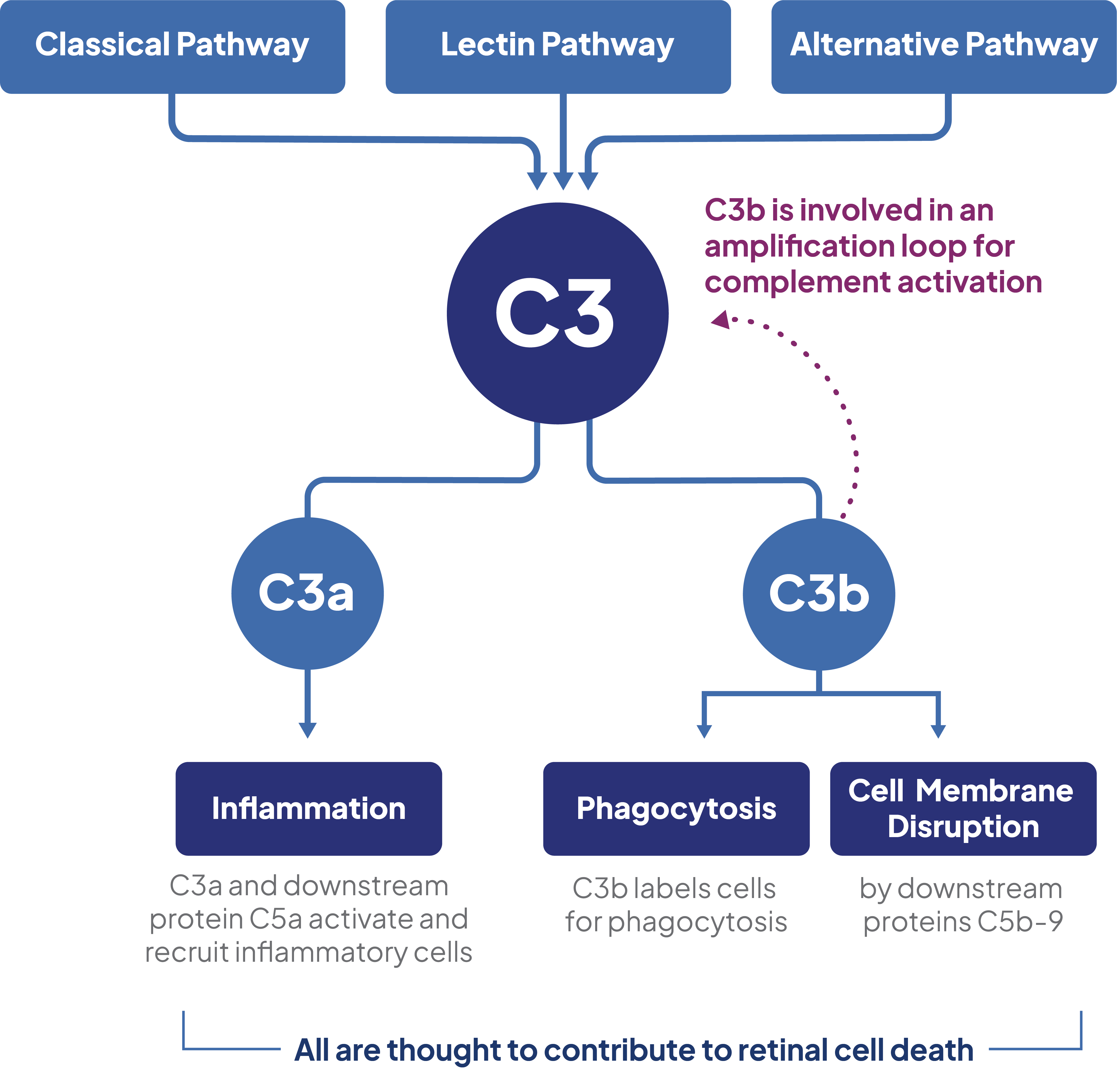 Complement Component C3c High