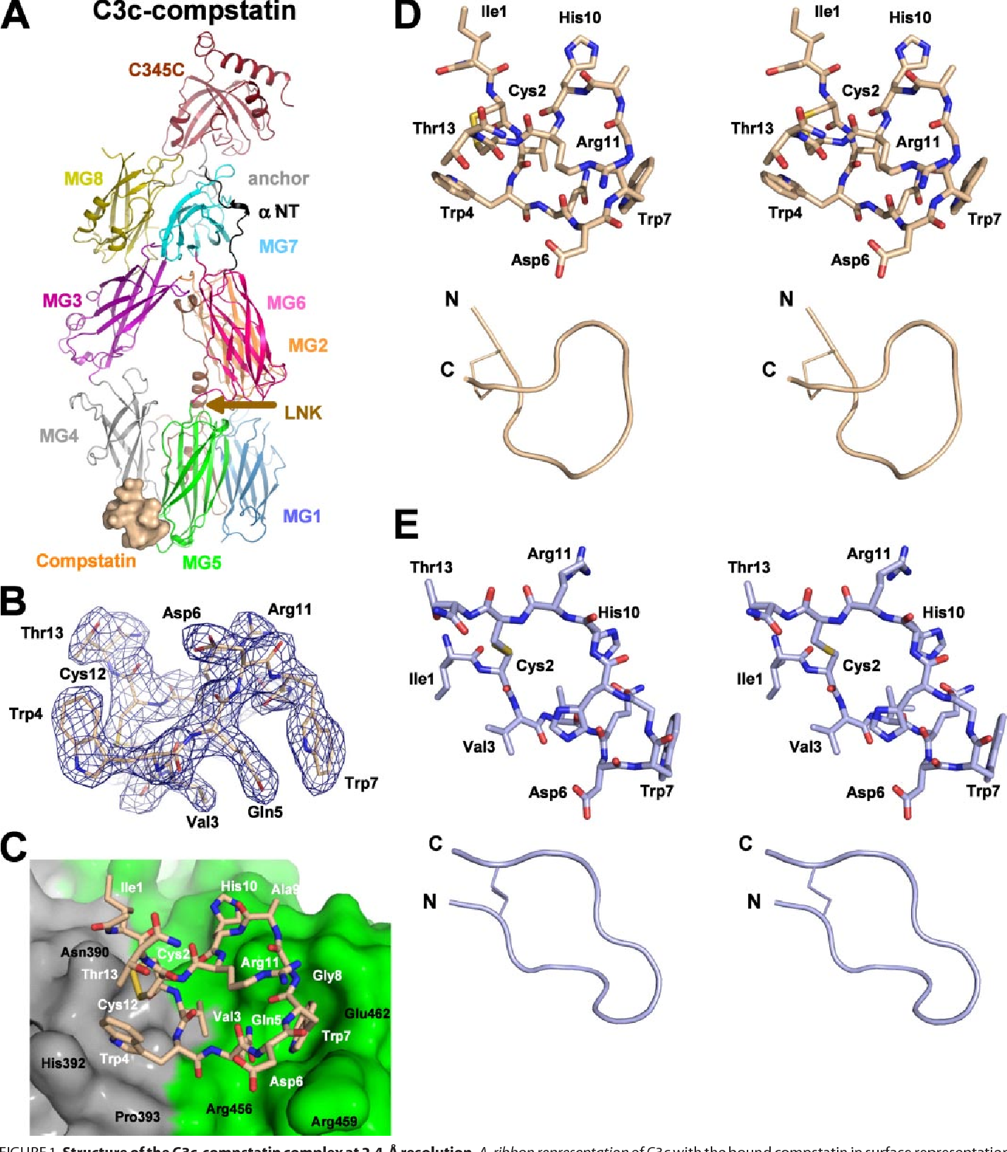 Complement Component C3c