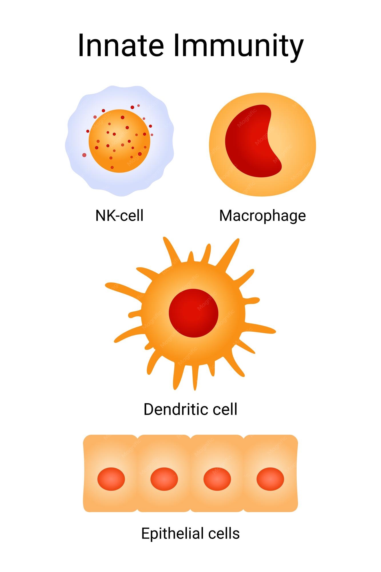 Components Of Innate Immunity