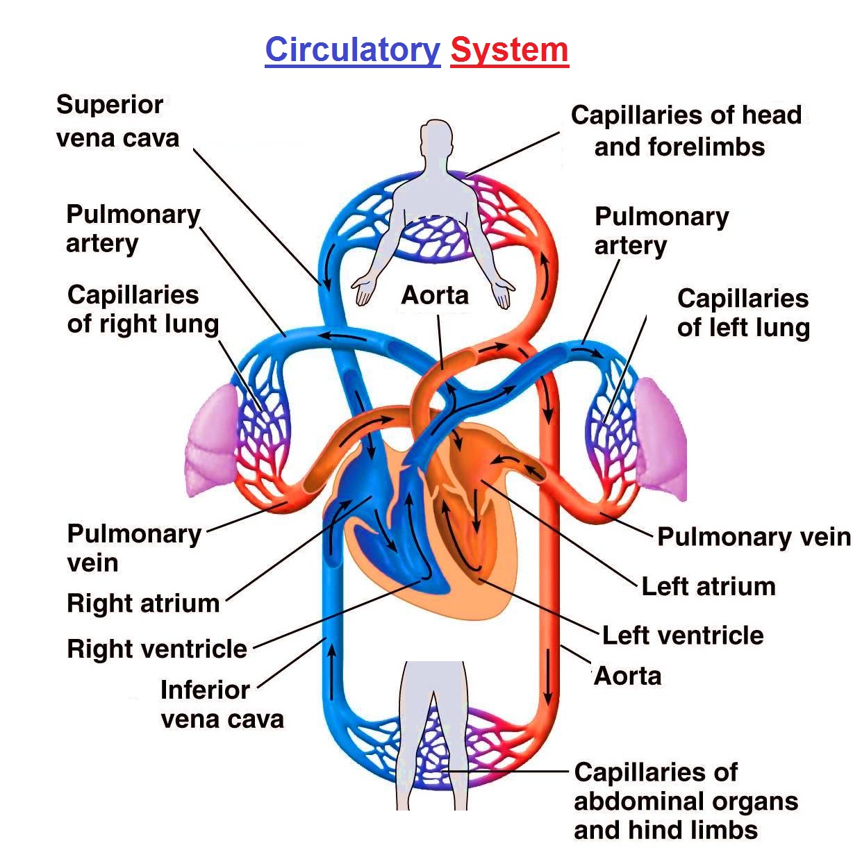 Components Of The Circulatory System