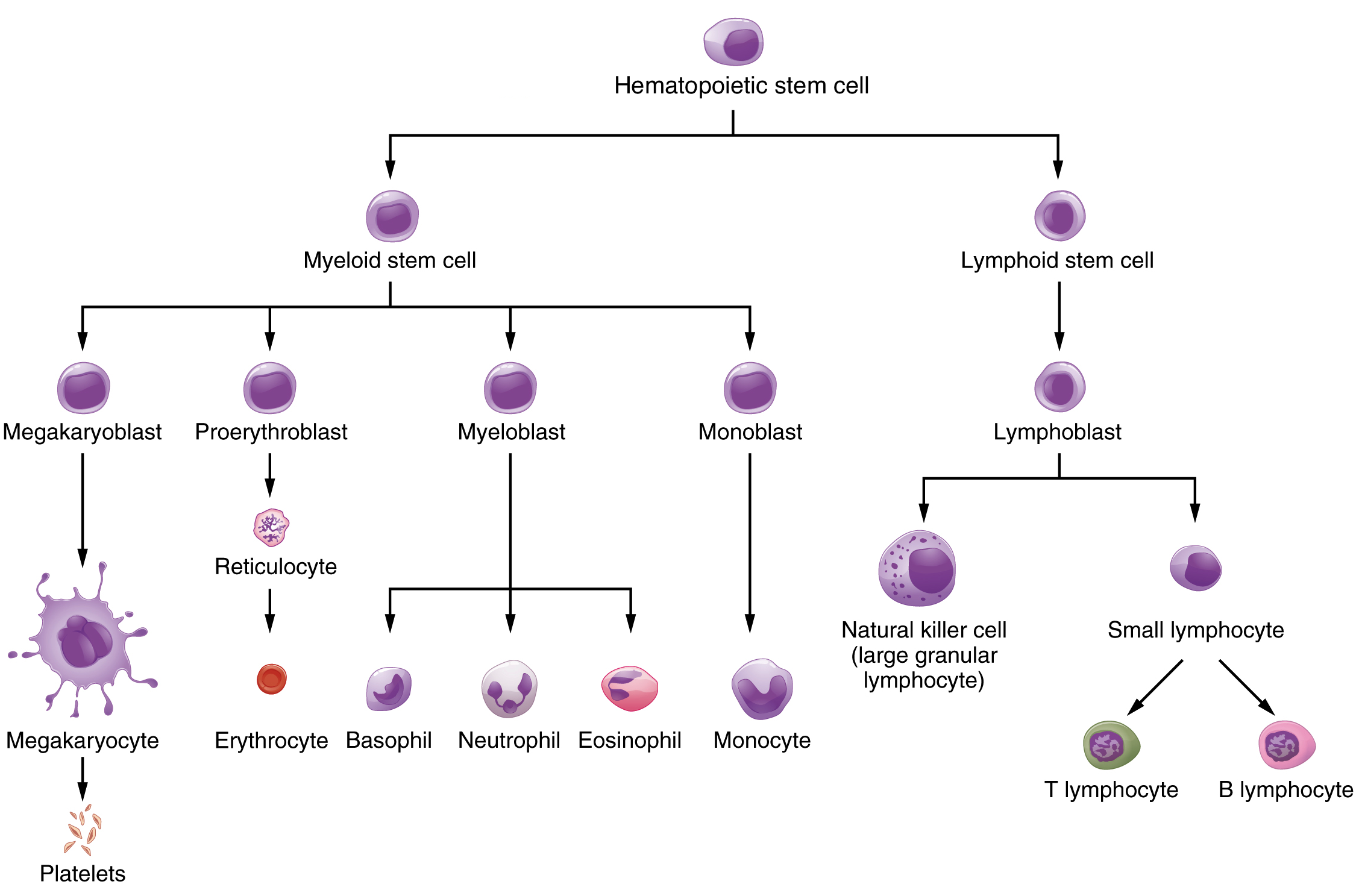 Components Of White Blood Cells