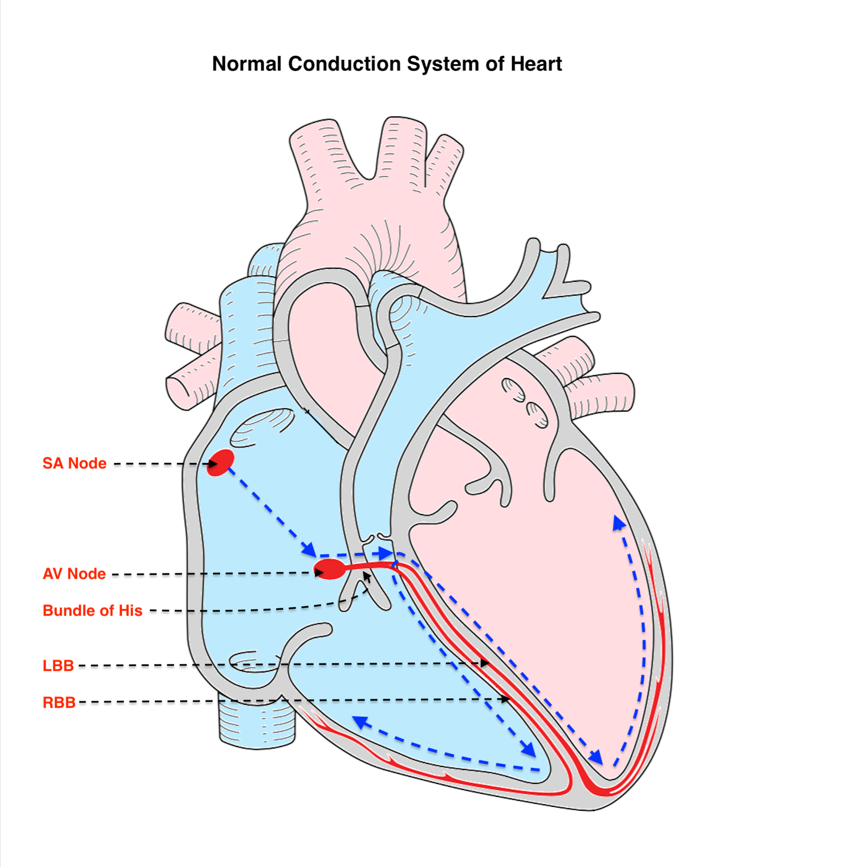 Conduction Of The Heart