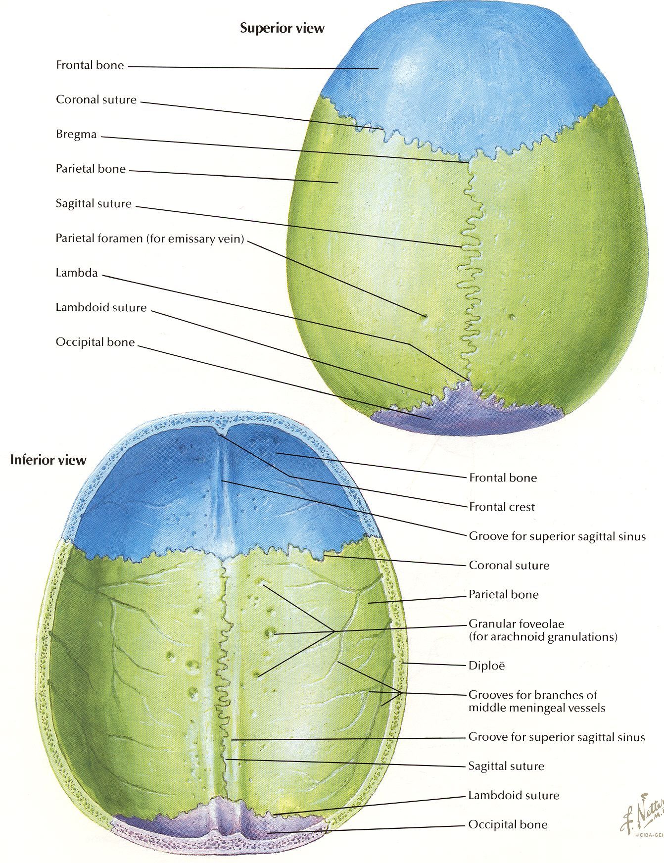 Cranial Vault Skull