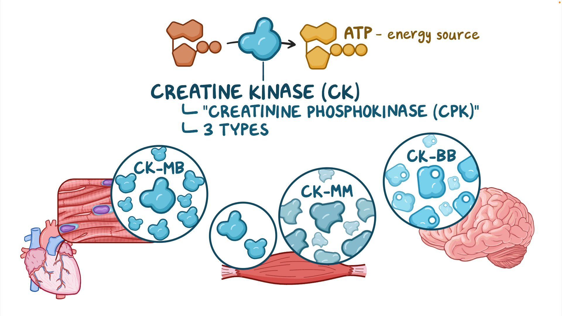 Creatine Kinase Low