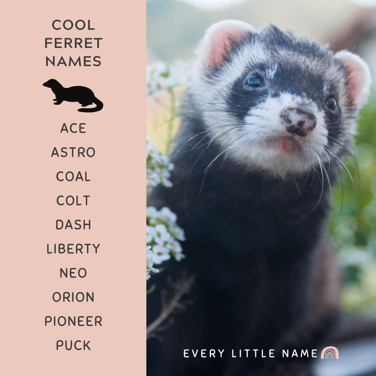 Cute Names For Ferrets