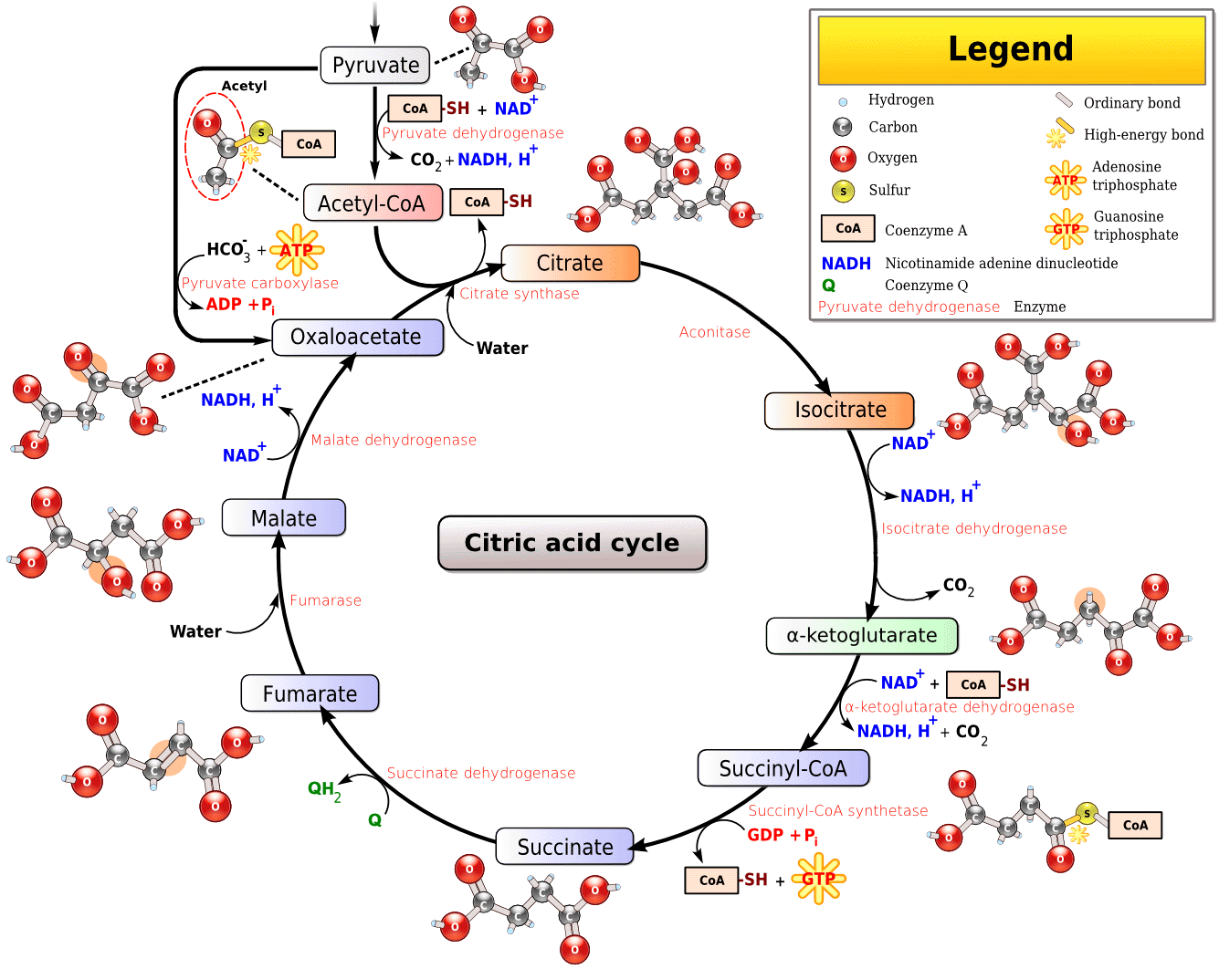 Cycle Of Cellular Respiration