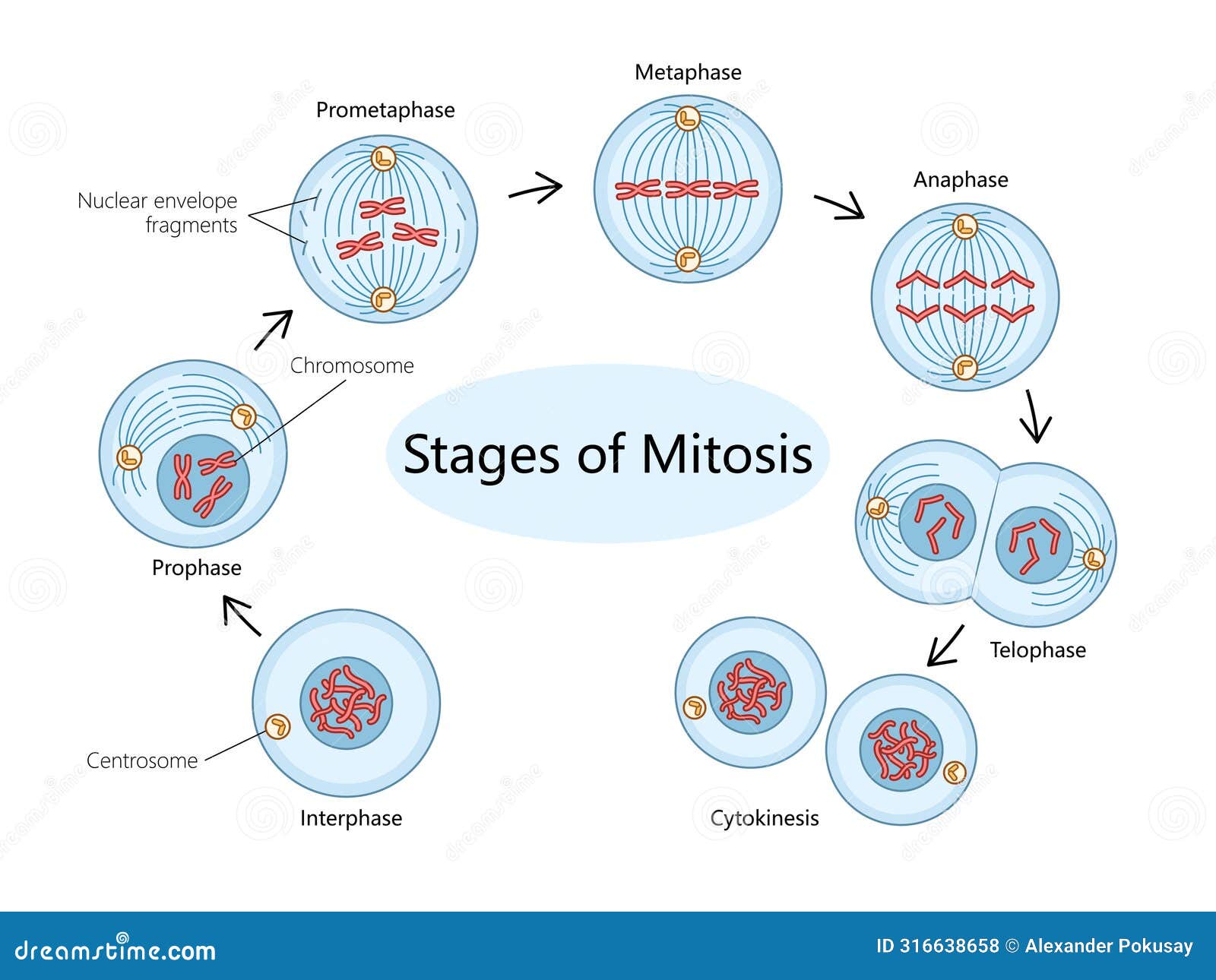 Cycle Of Mitosis