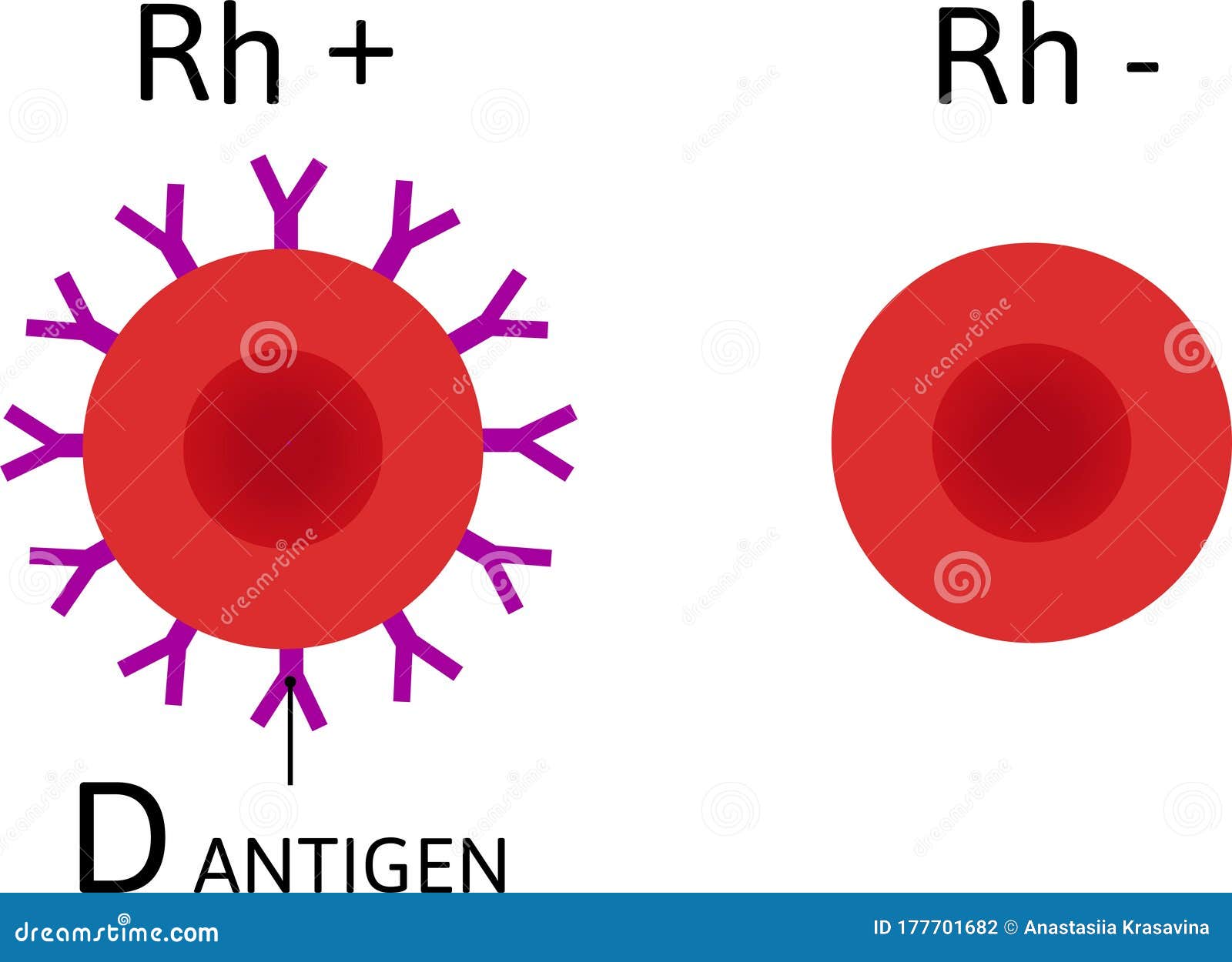 D Antigen Blood Type