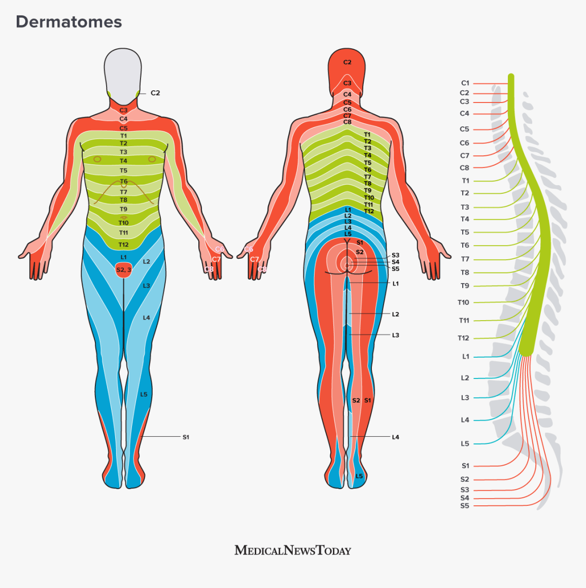 Dermatomes Lower Extremity