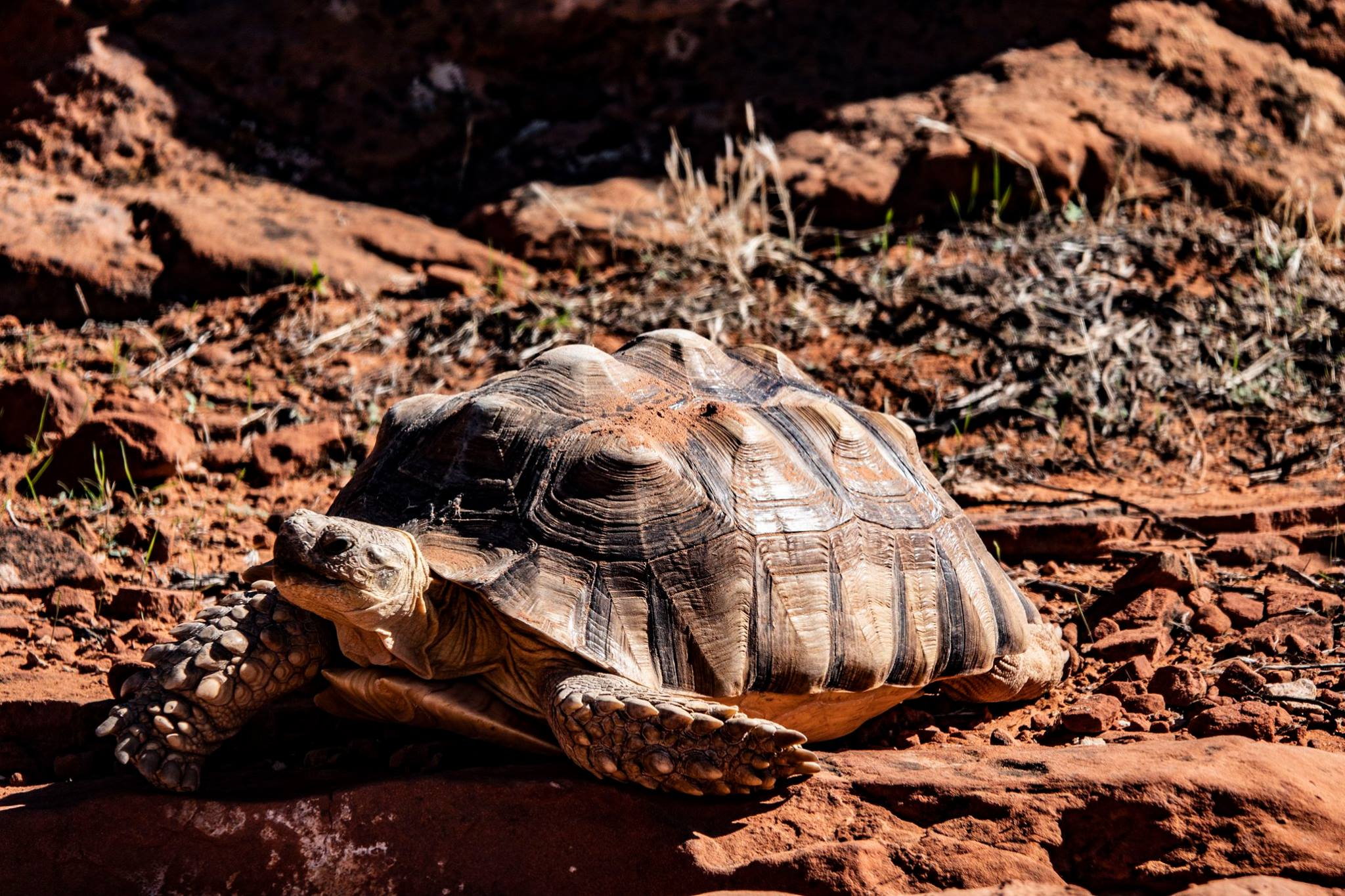 Desert Tortoise Do They Hibernate
