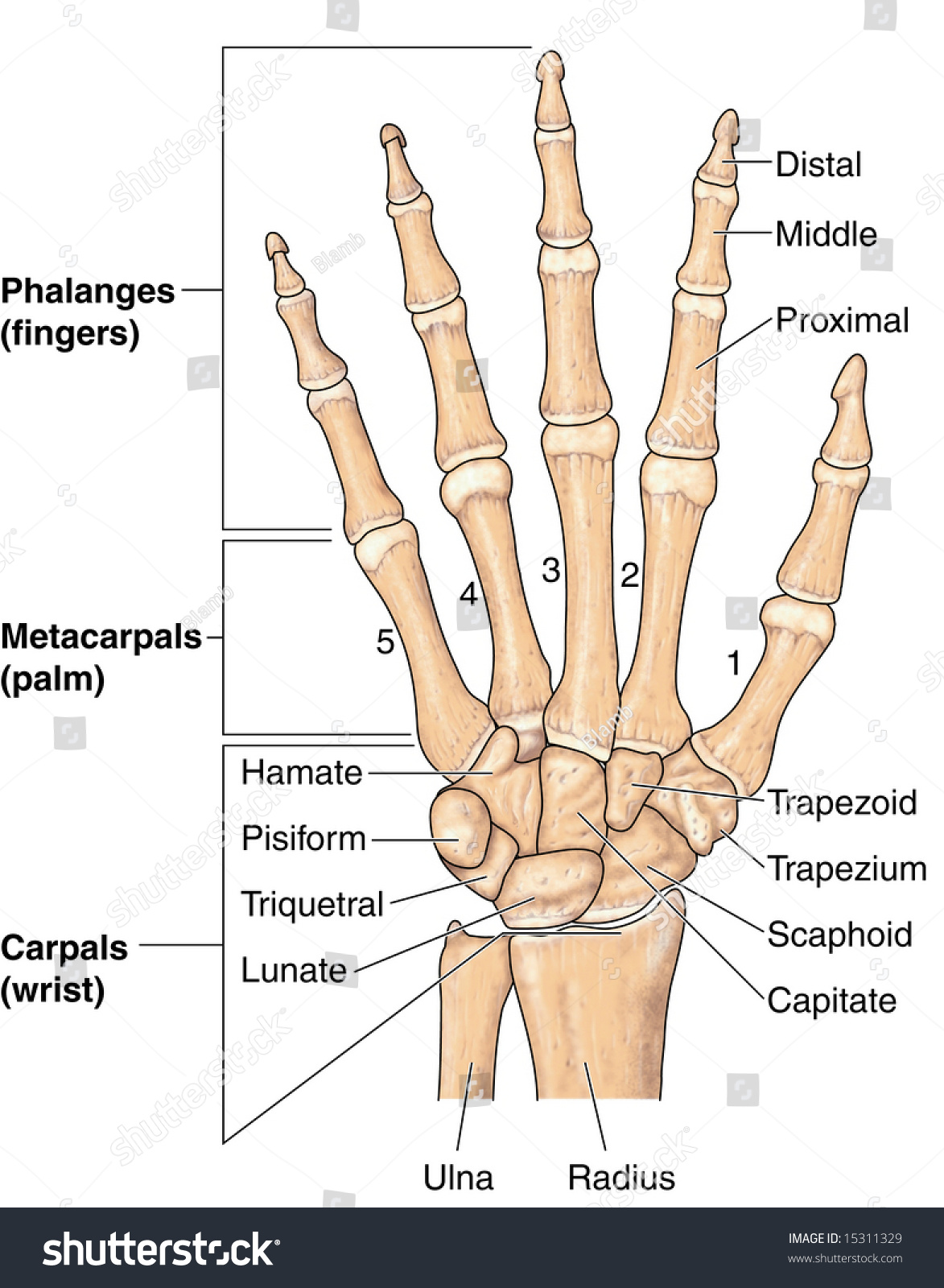 Diagram Of A Hand