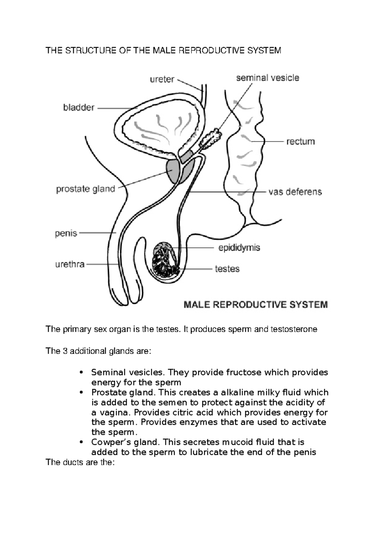 Diagram Of Male Reproductive System