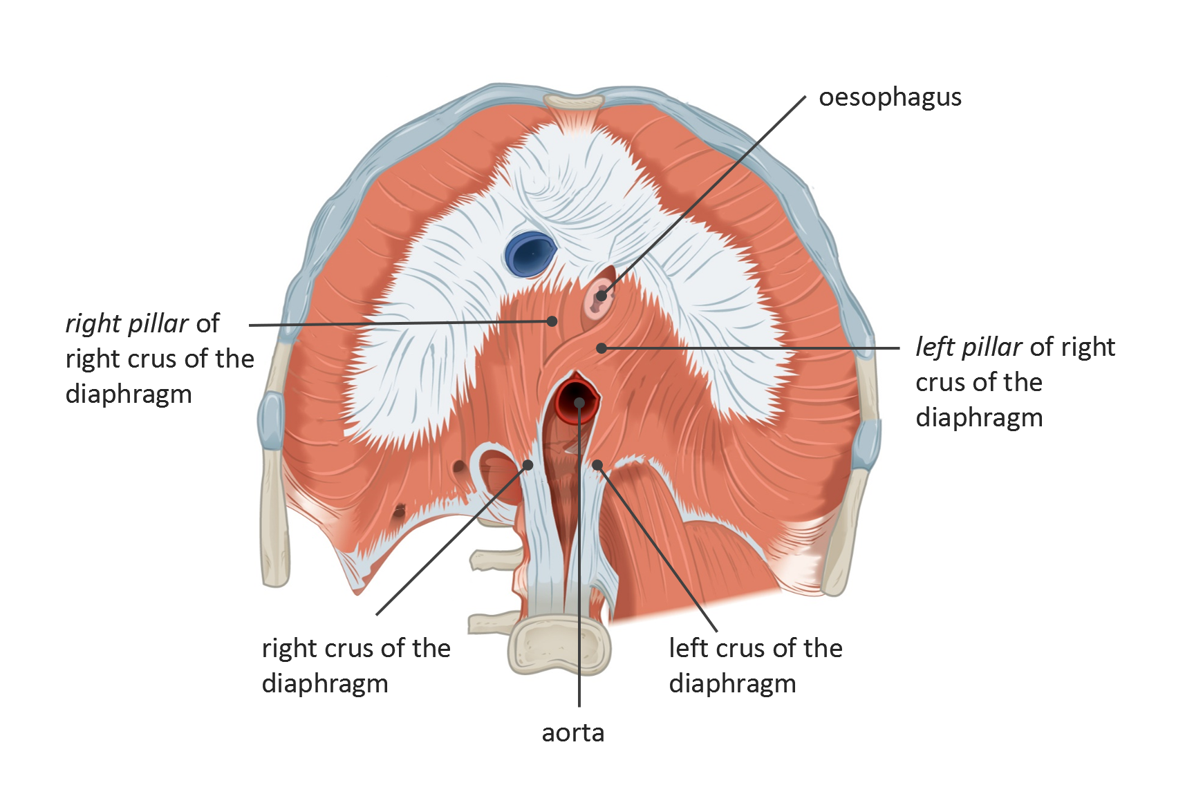 Diaphragm Right Crus