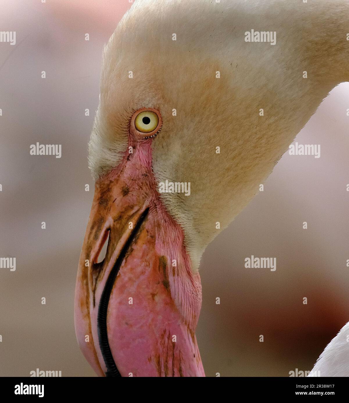 Diet Of Flamingo