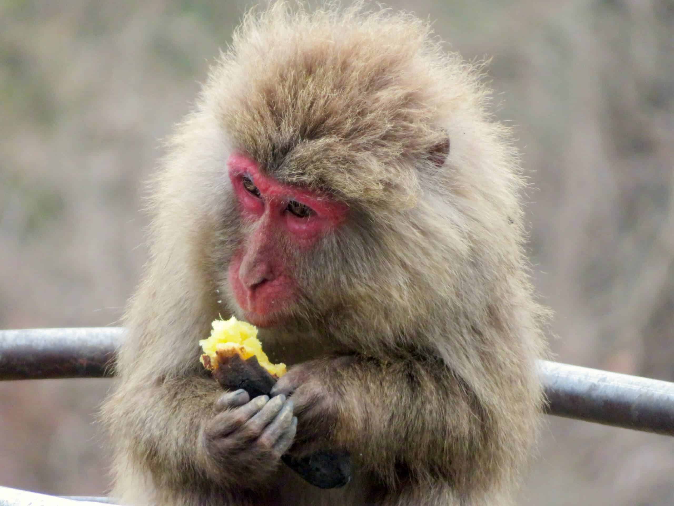 Diet Of Monkeys