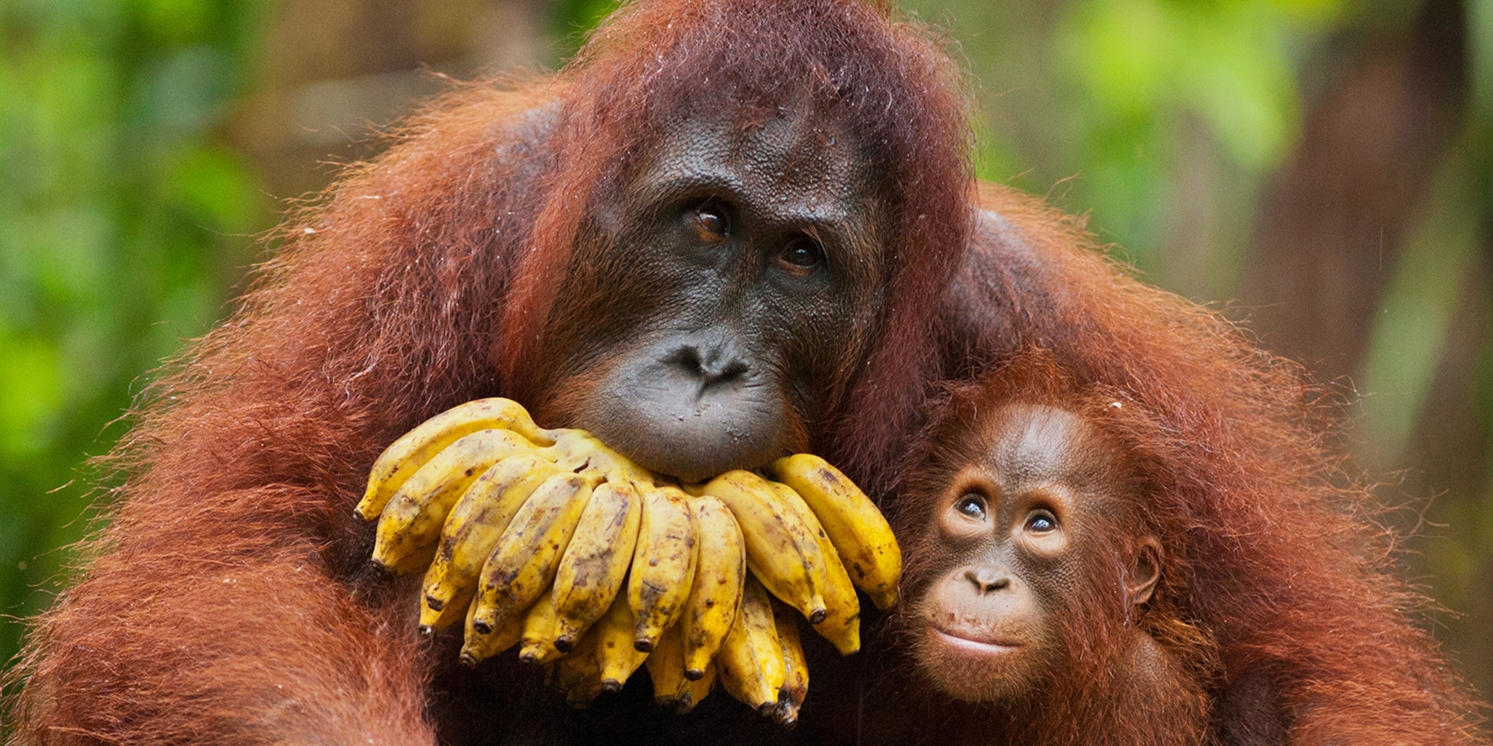 Diet Of Orangutans