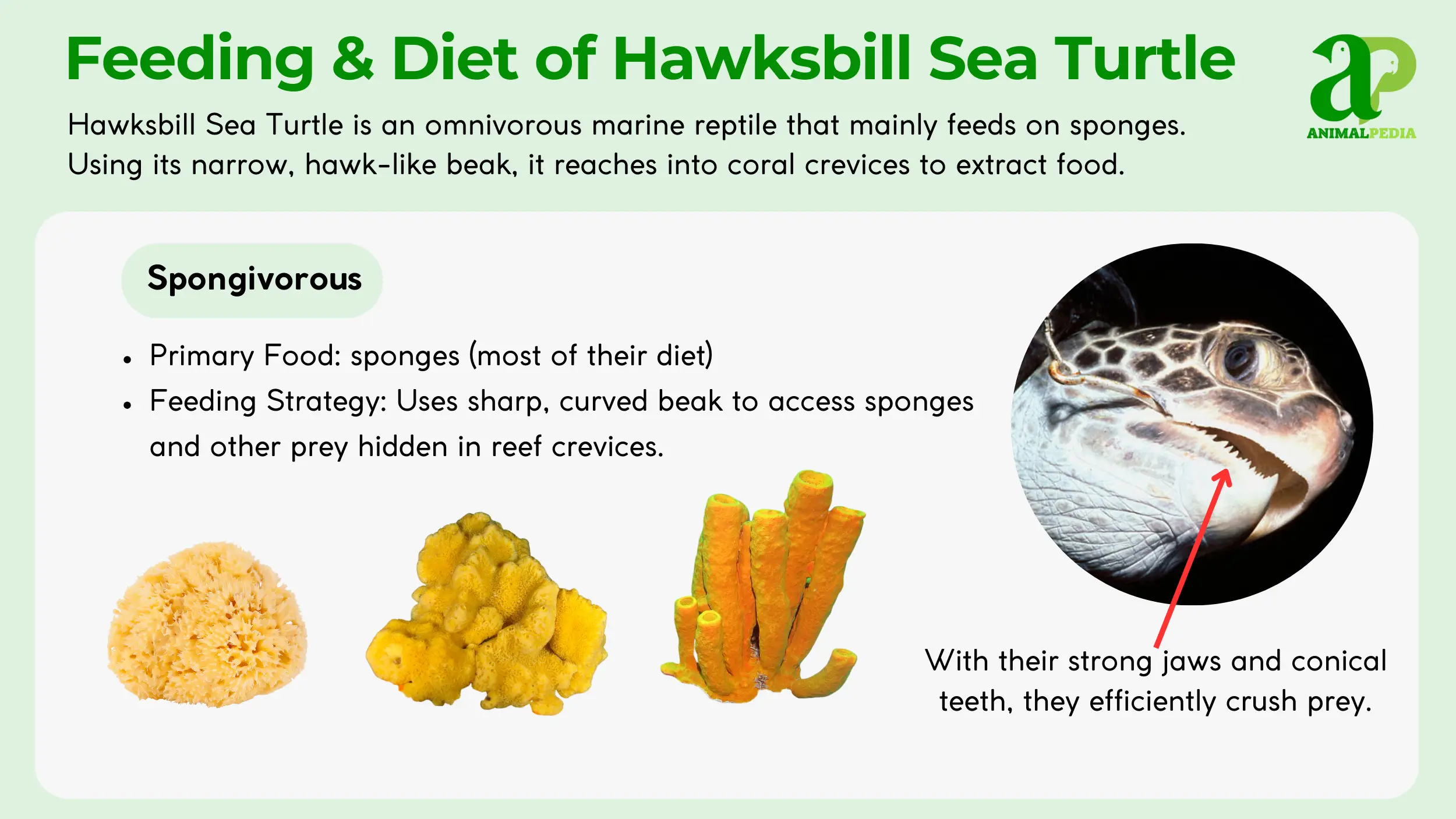 Diet Of Sea Turtles