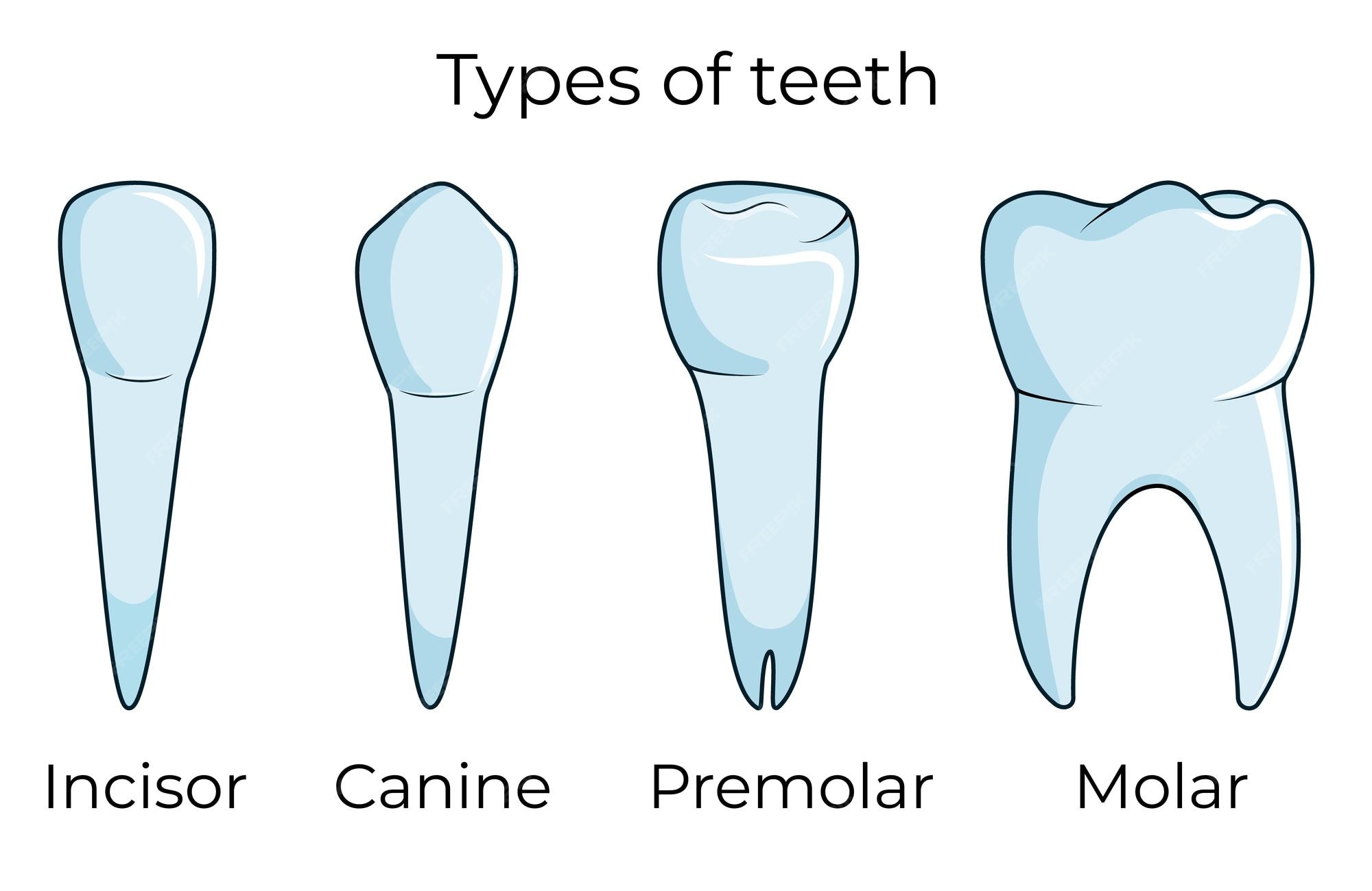 Different Types Of Teeth