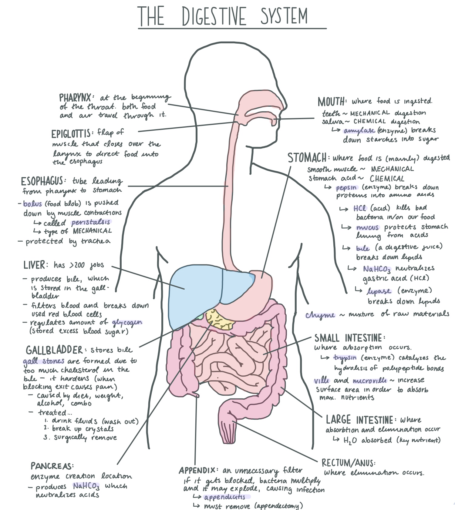 Digestive System Amazing Facts