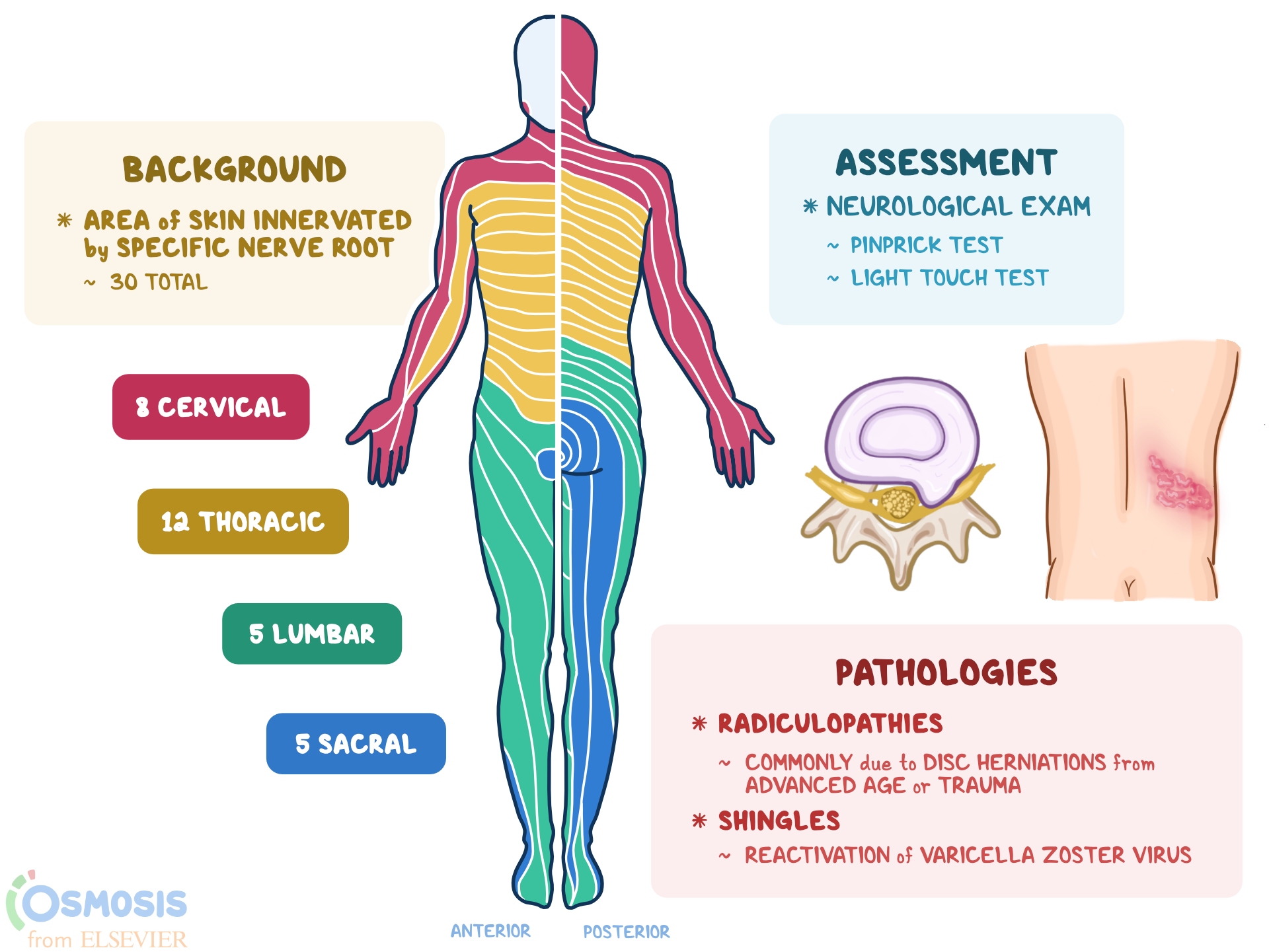 Distribution Of Lesions