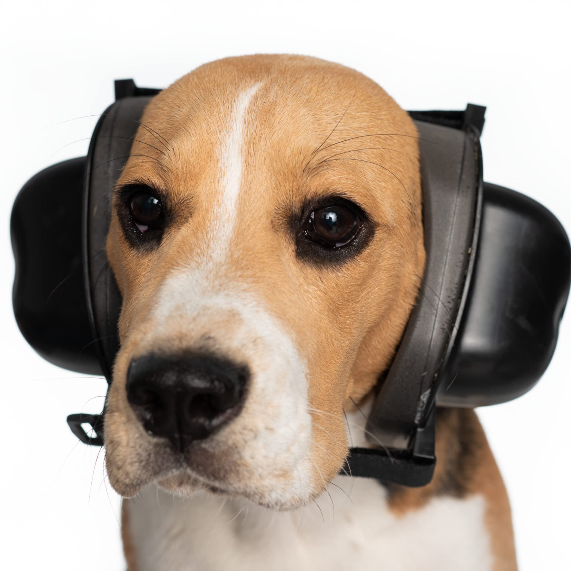 Do They Have Hearing Aids For Dogs