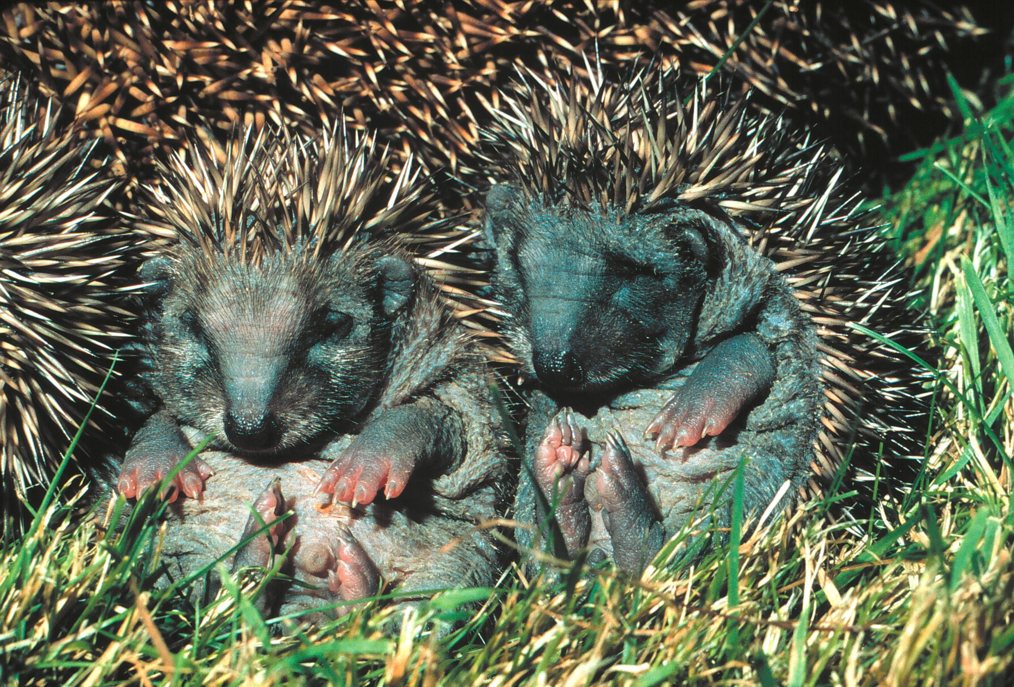 Do They Have Hedgehogs In America