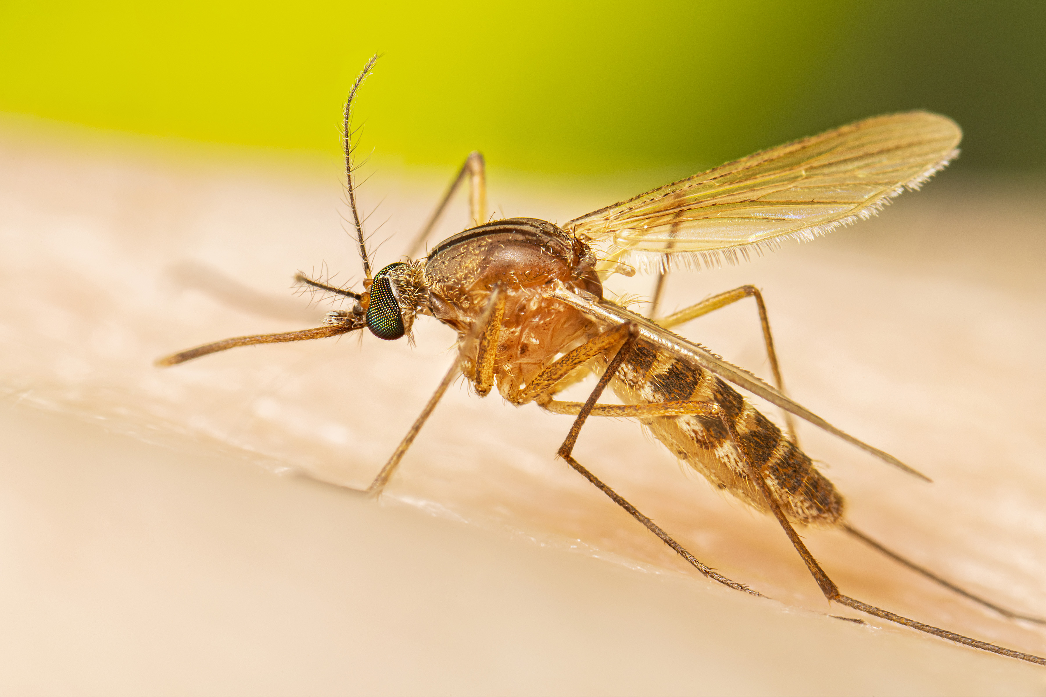 Do They Have Mosquitoes In Hawaii