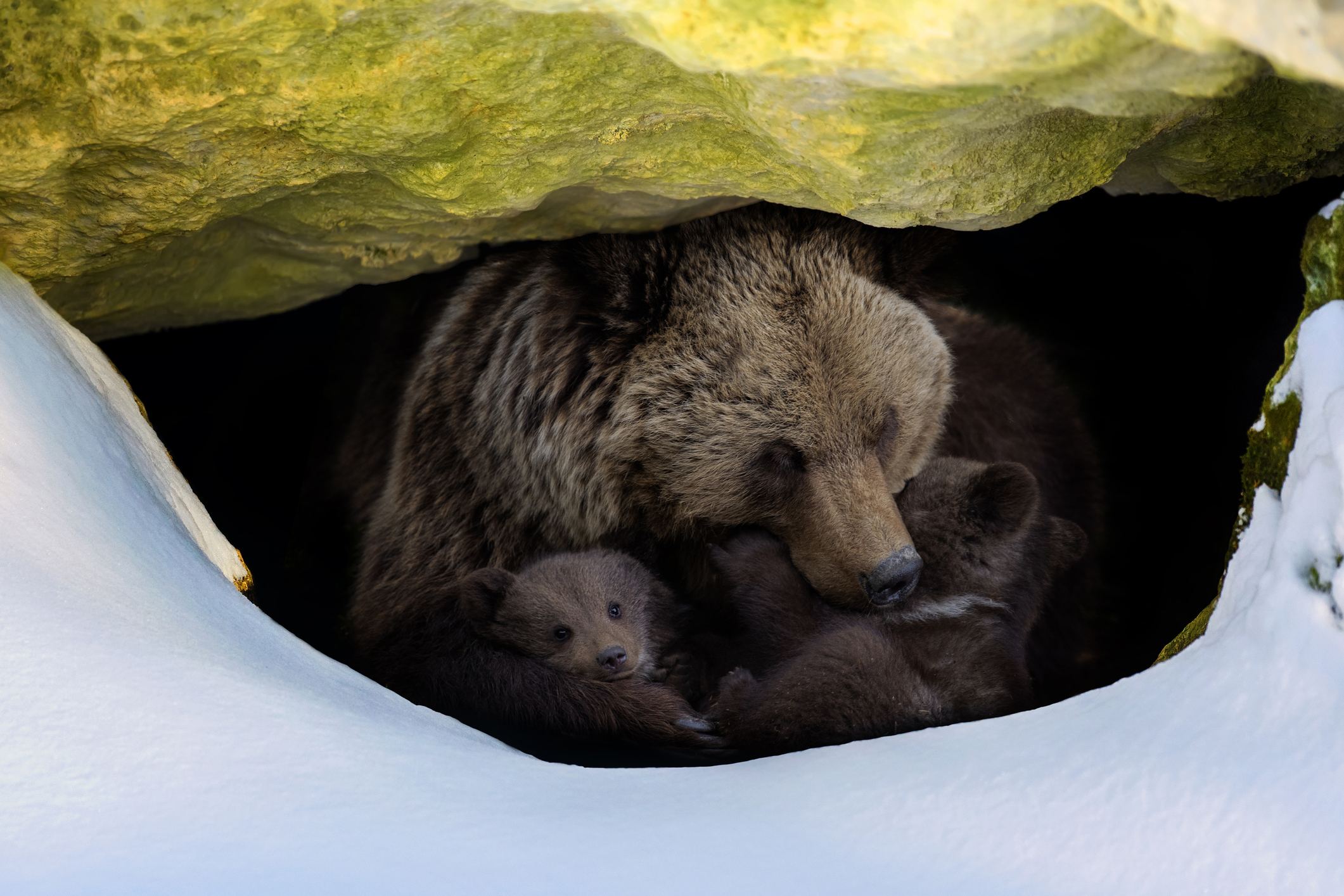 Do They Hibernate In The Winter