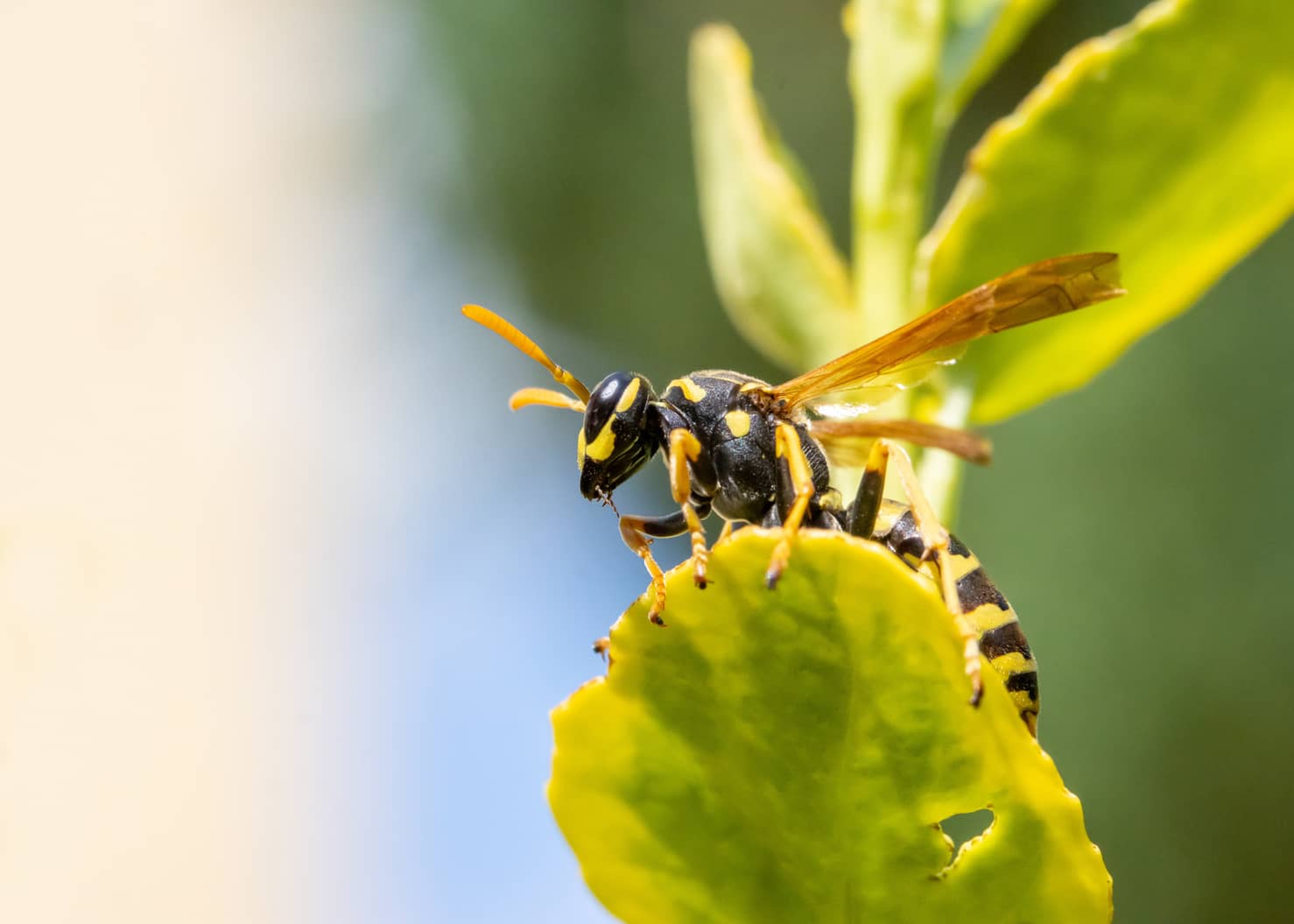 Do Wasps Die When They Sting U