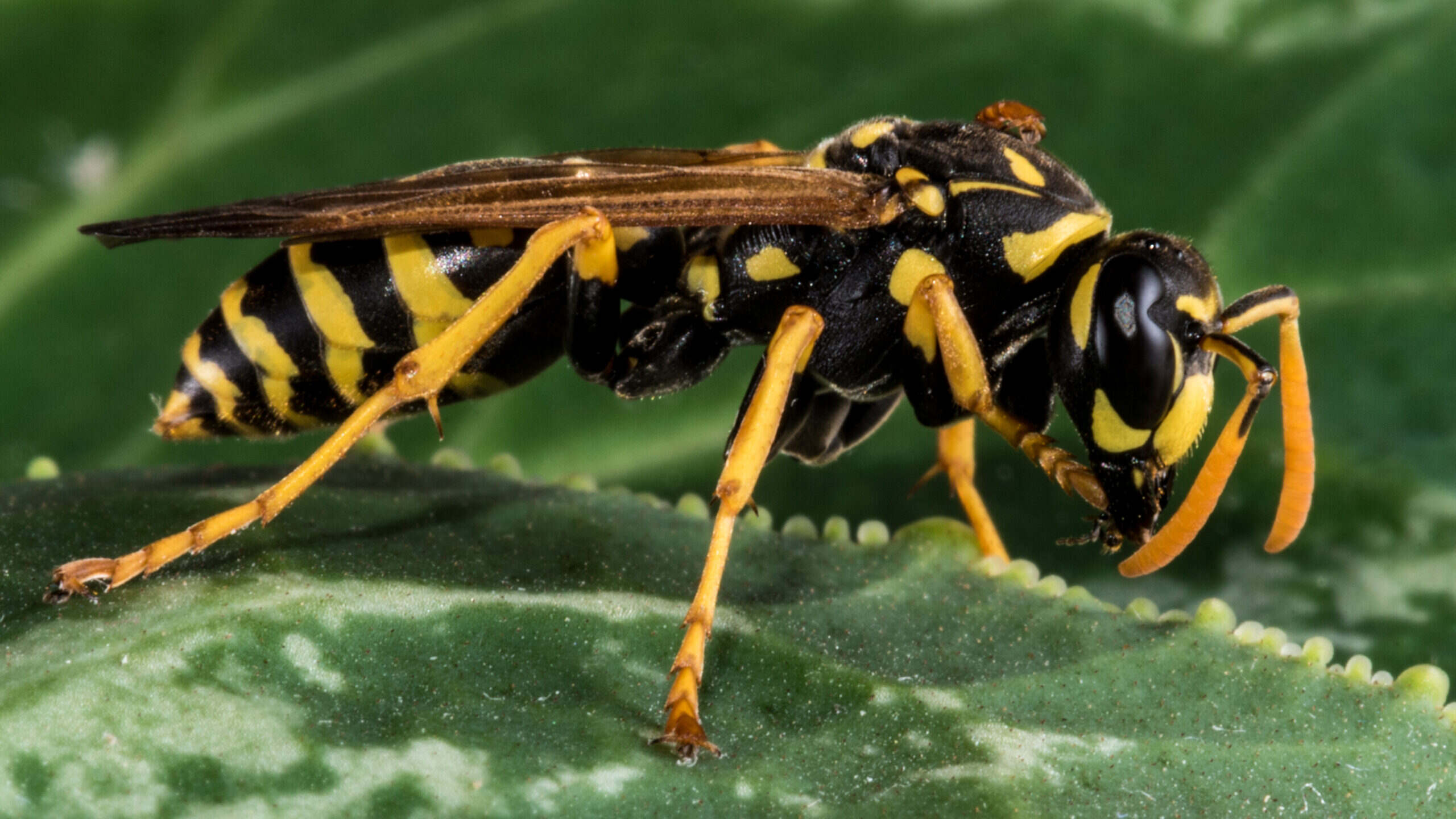 Do Yellowjackets Die After They Sting