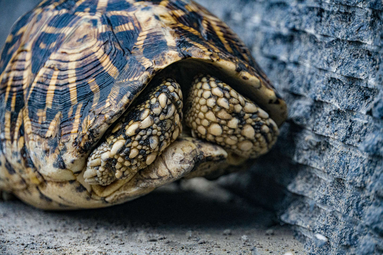 Do You Hibernate Tortoises