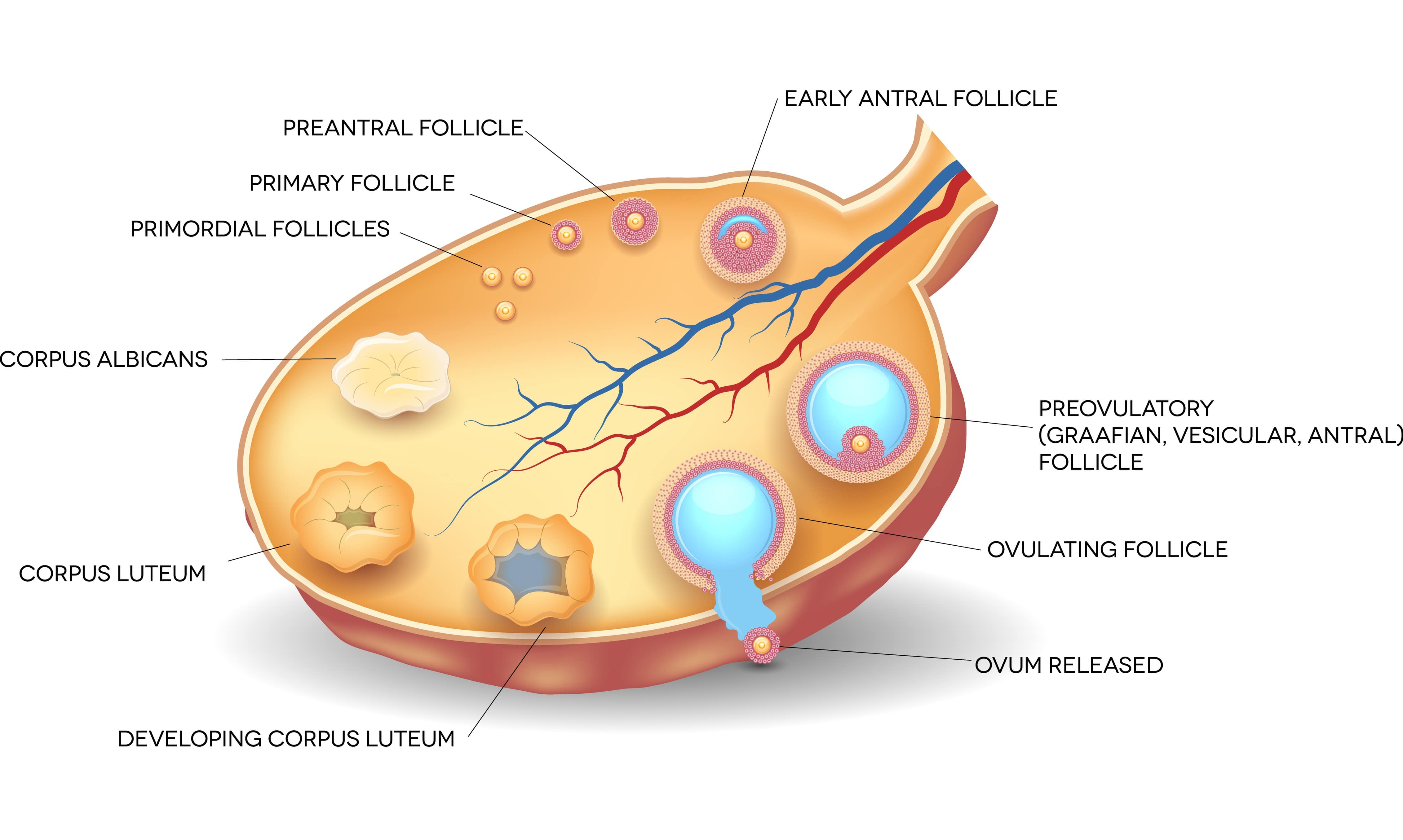 Dominant Follicle In Ovary