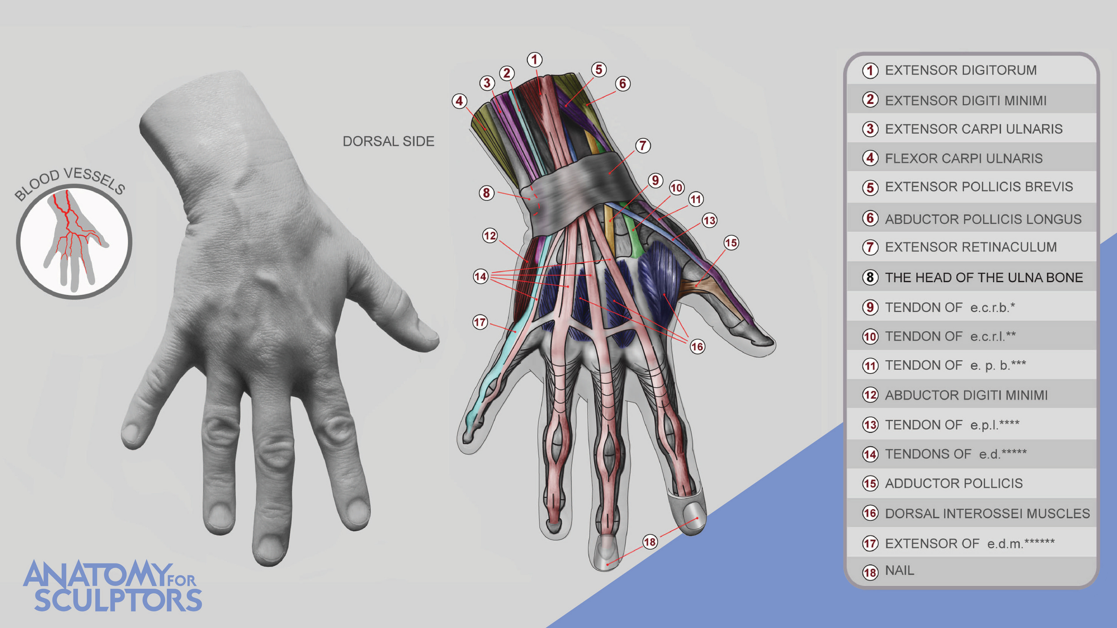 Dorsum Of Hand