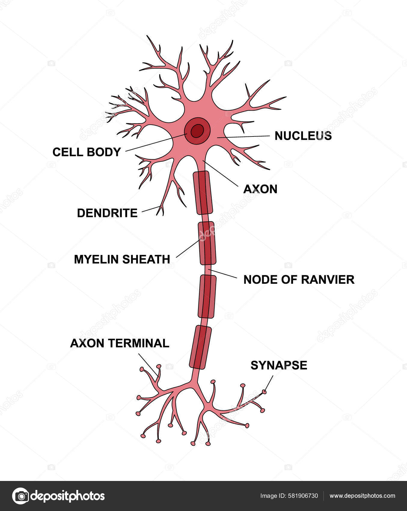 Drawing Of Neuron