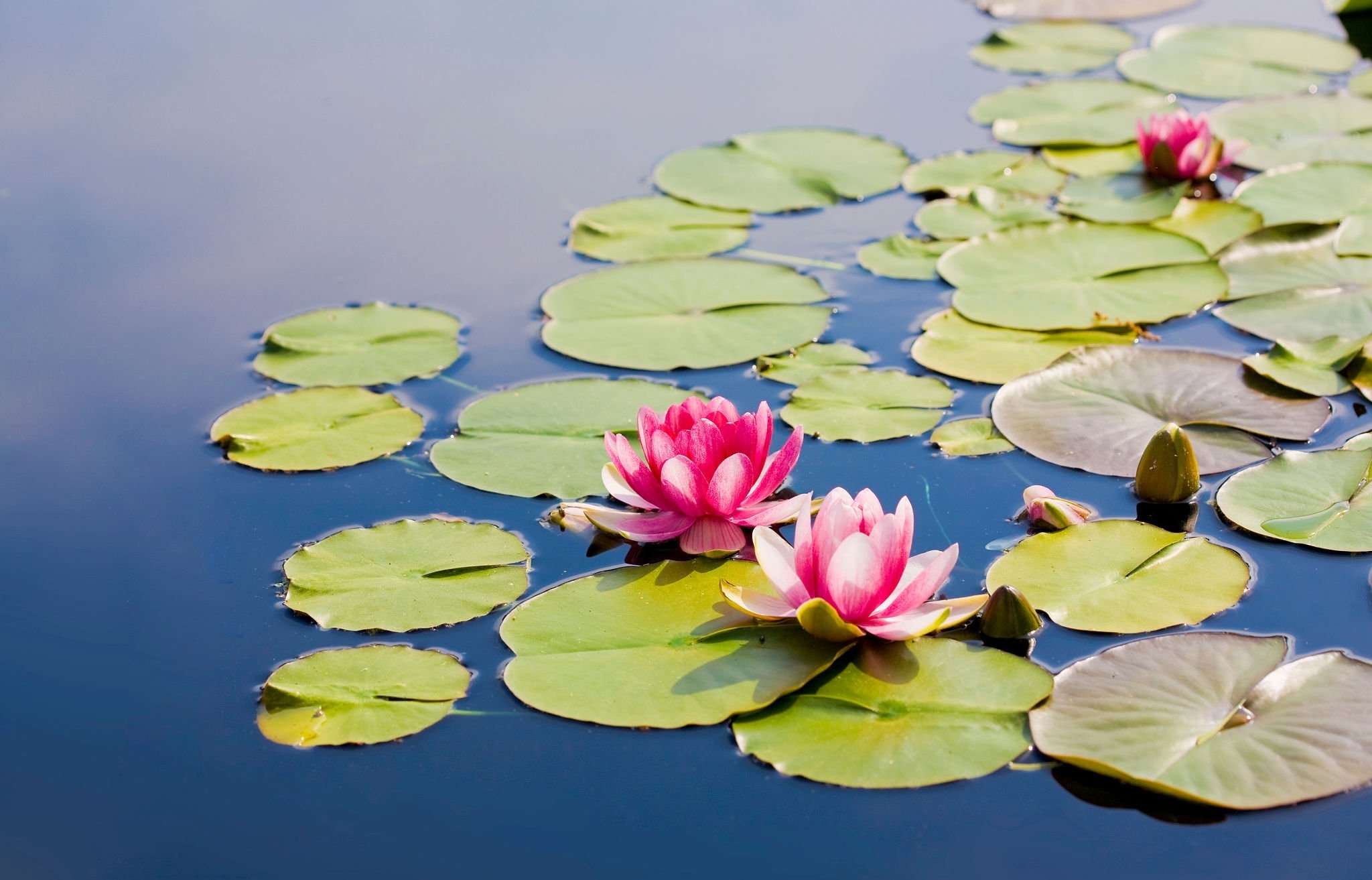 Ecosystem Of Lotus