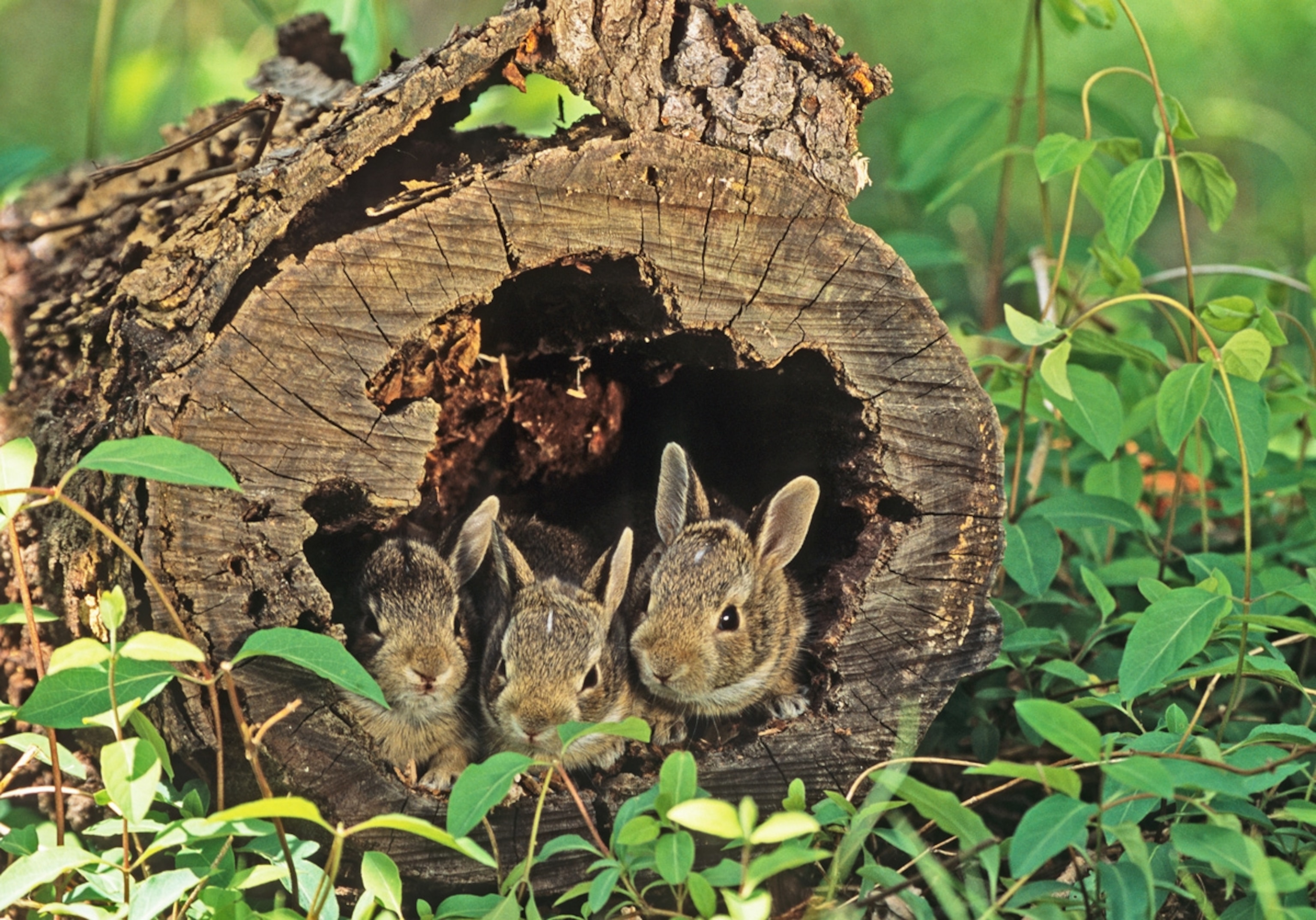 Ecosystem Of Rabbit