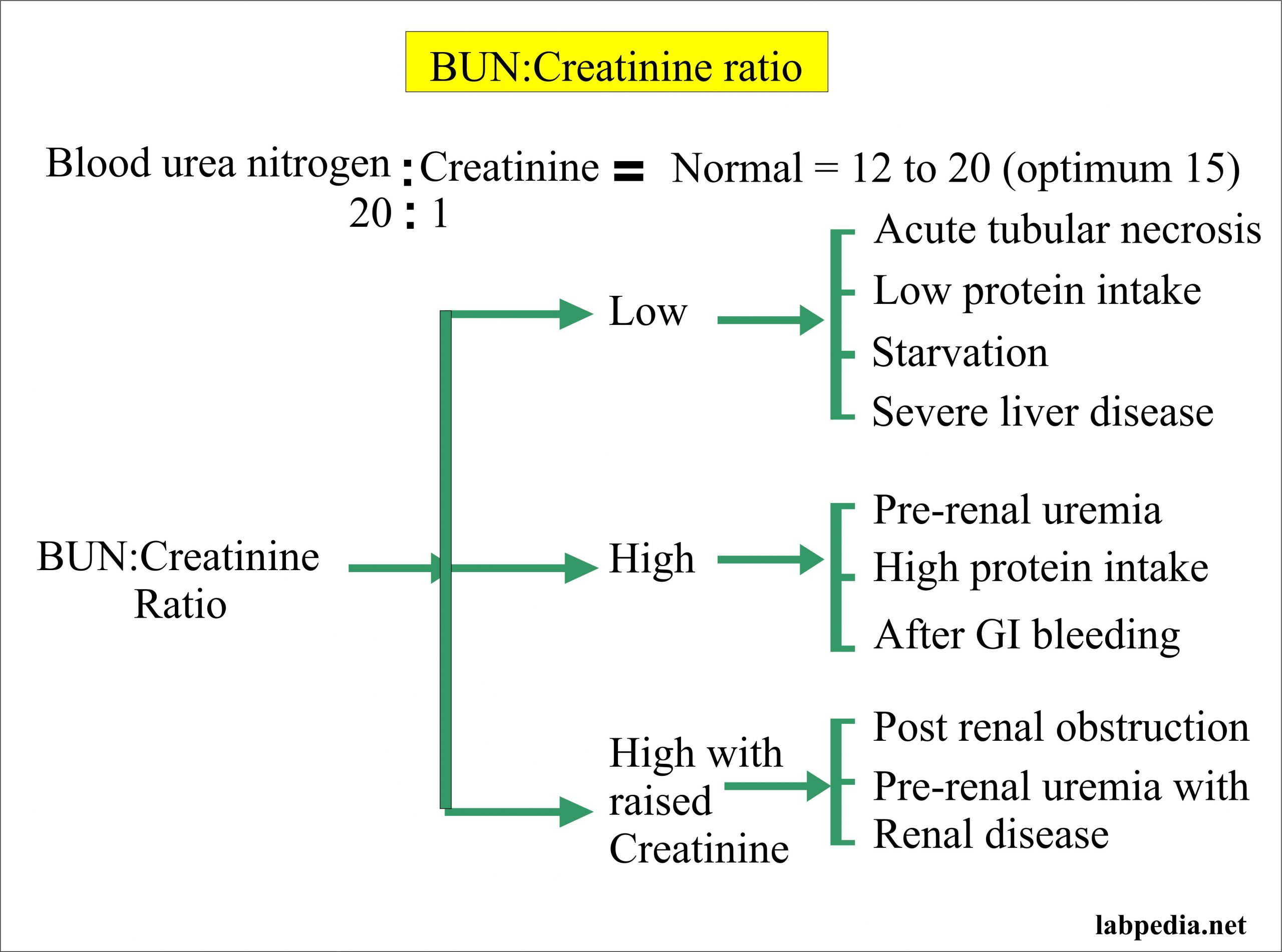 Elevated Bun And Creatinine